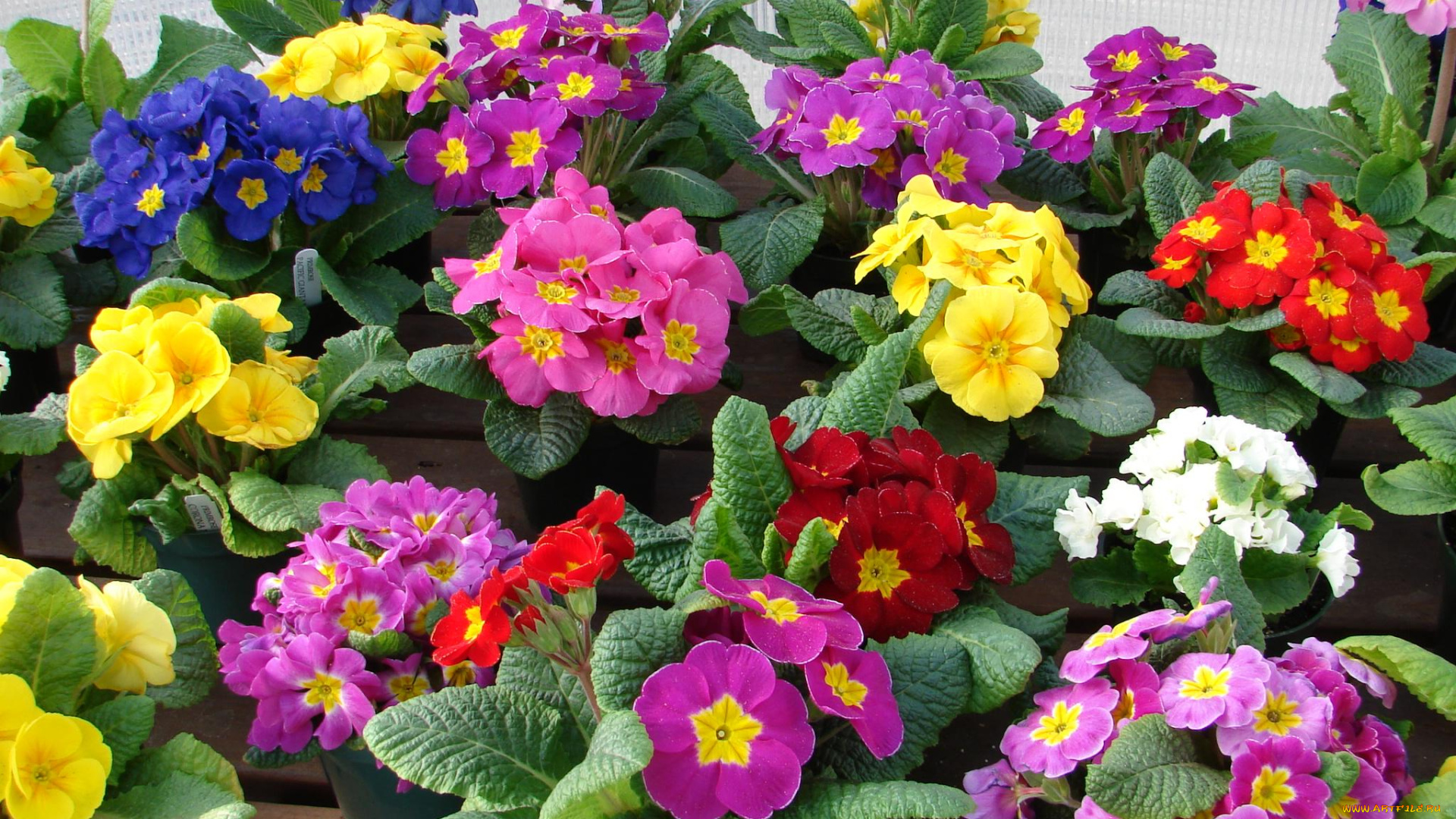 цветы, примулы