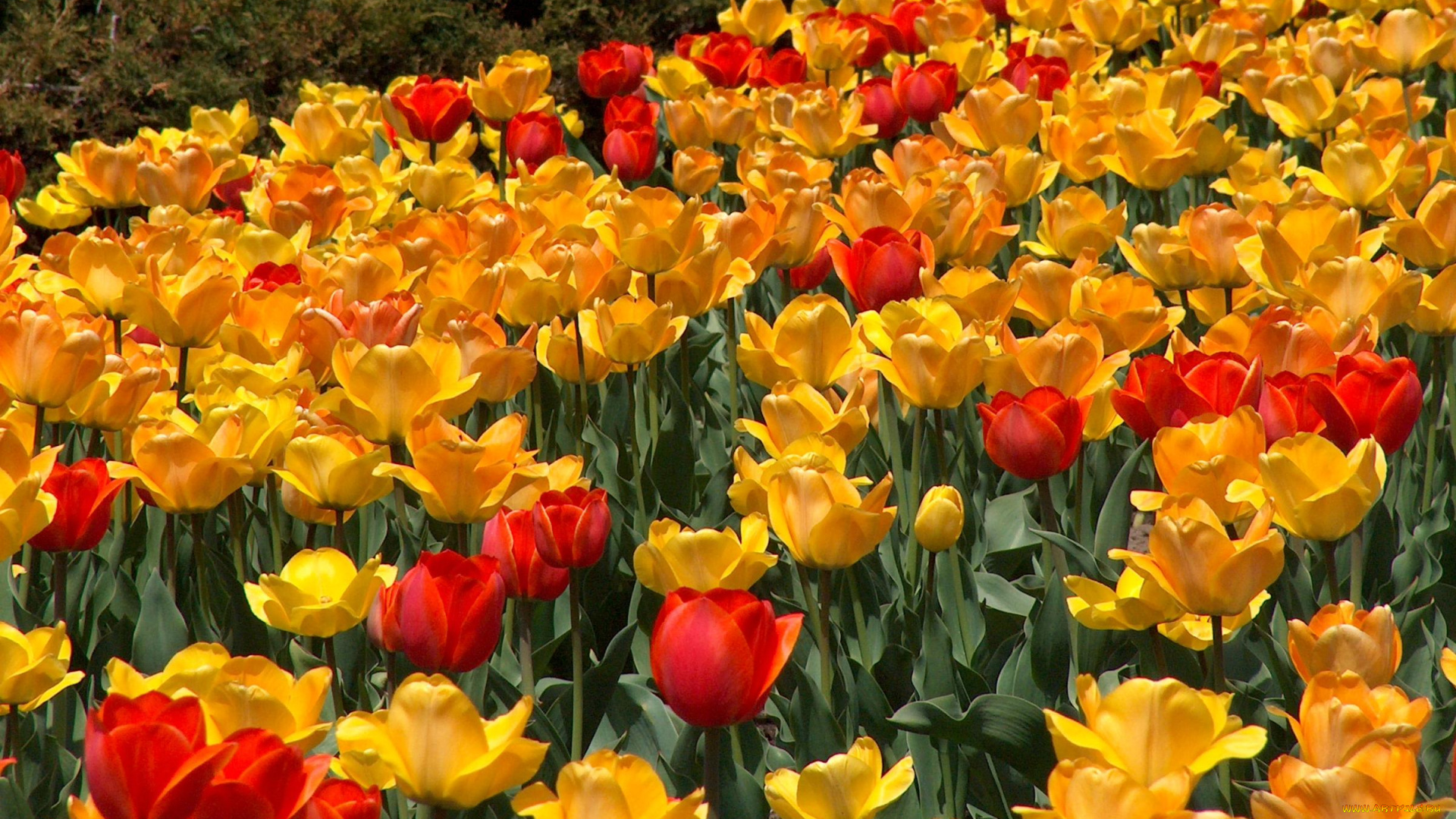 цветы, тюльпаны