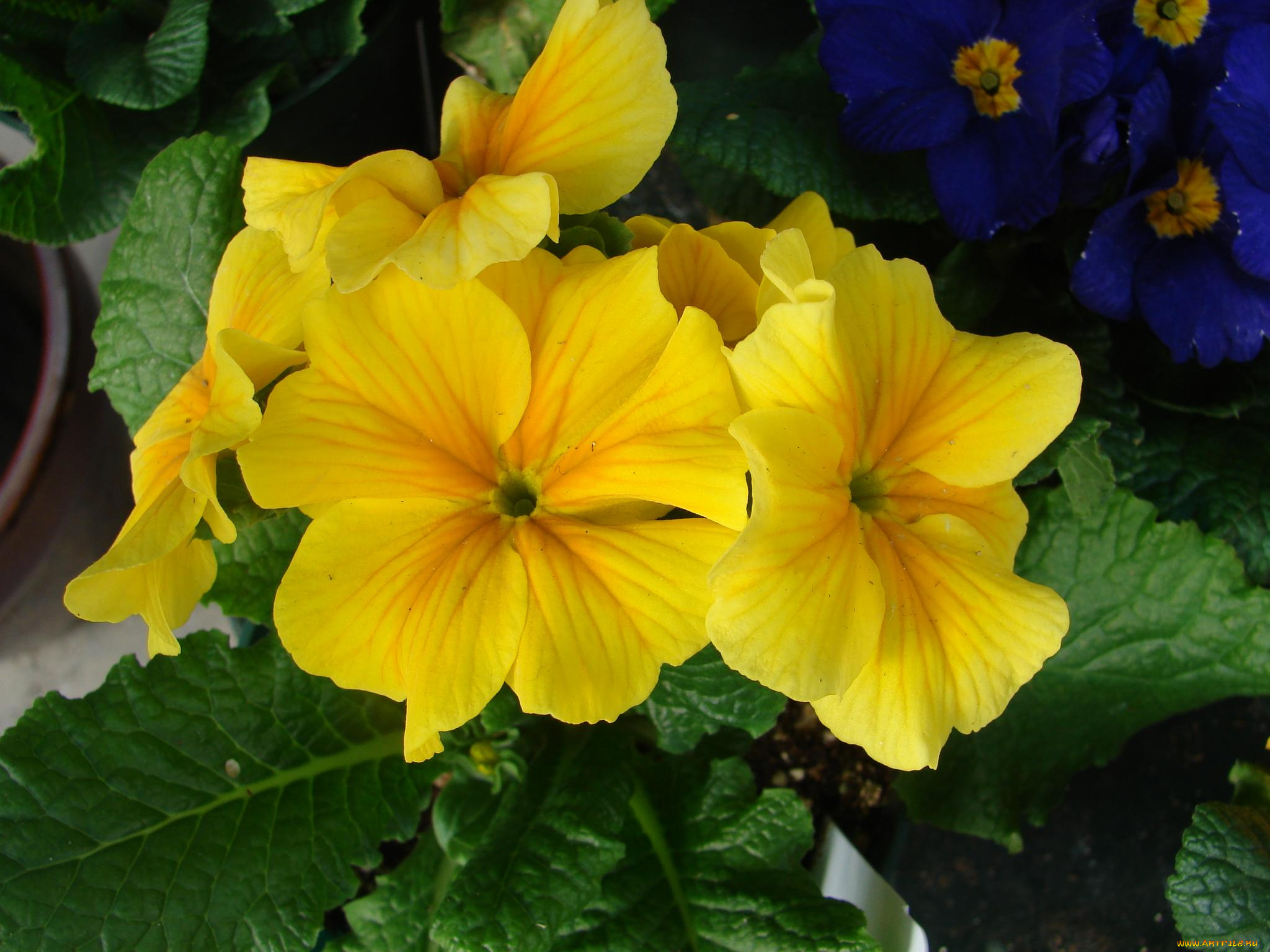 цветы, примулы