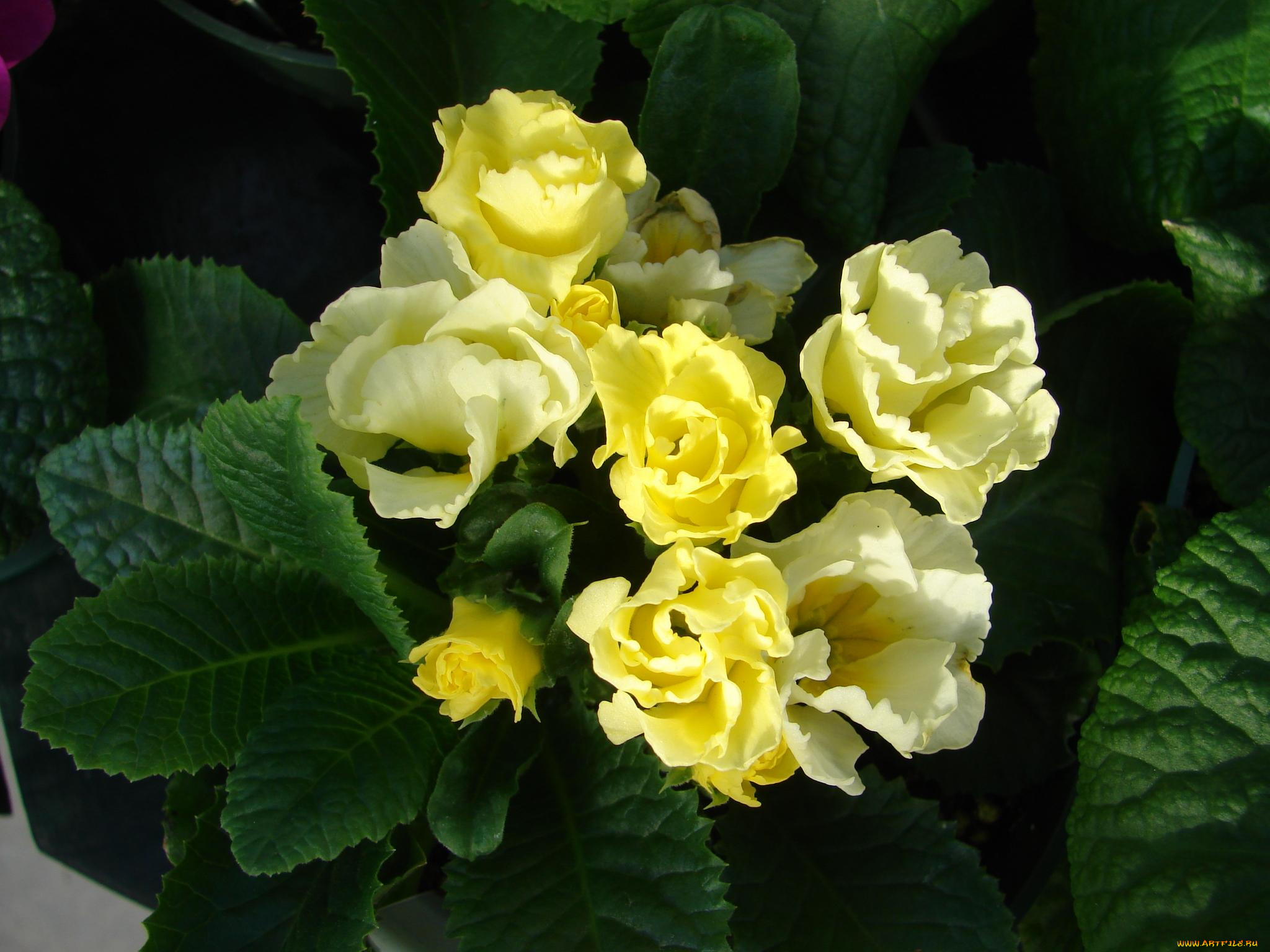 цветы, примулы