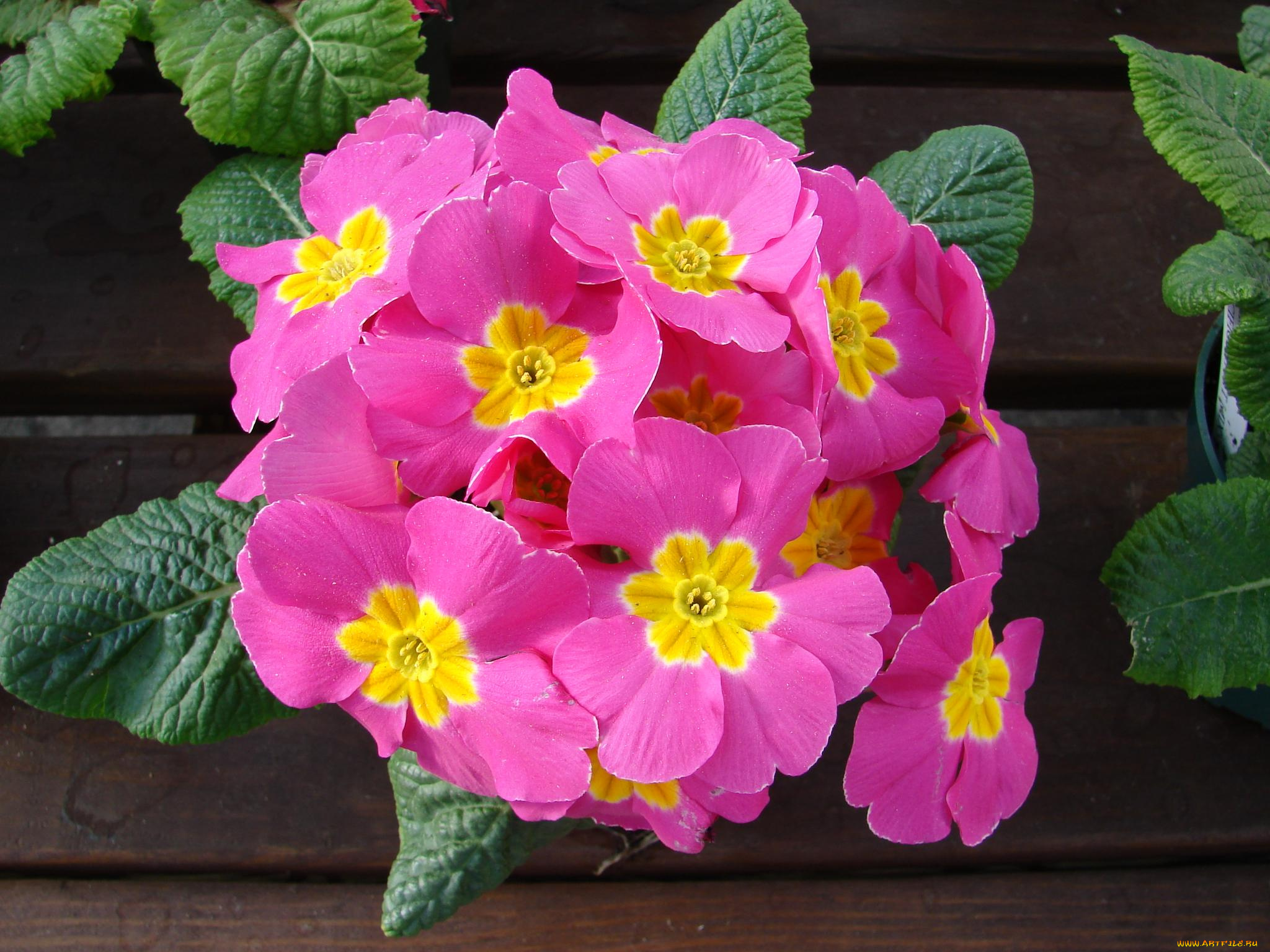 цветы, примулы