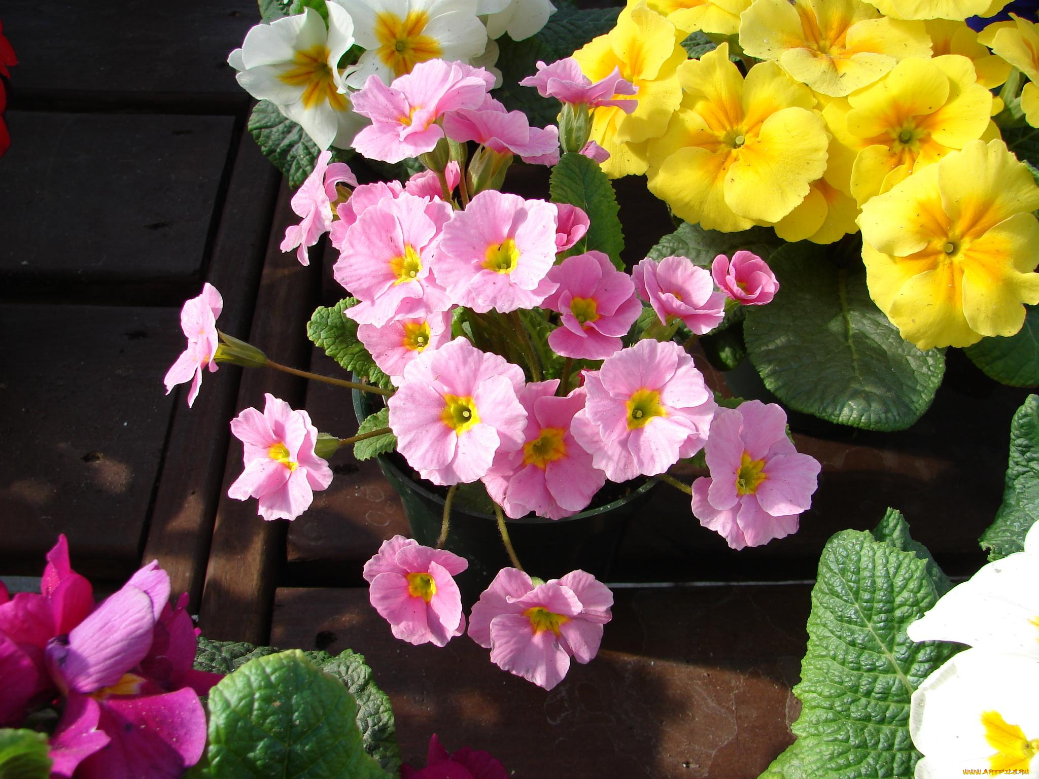 цветы, примулы