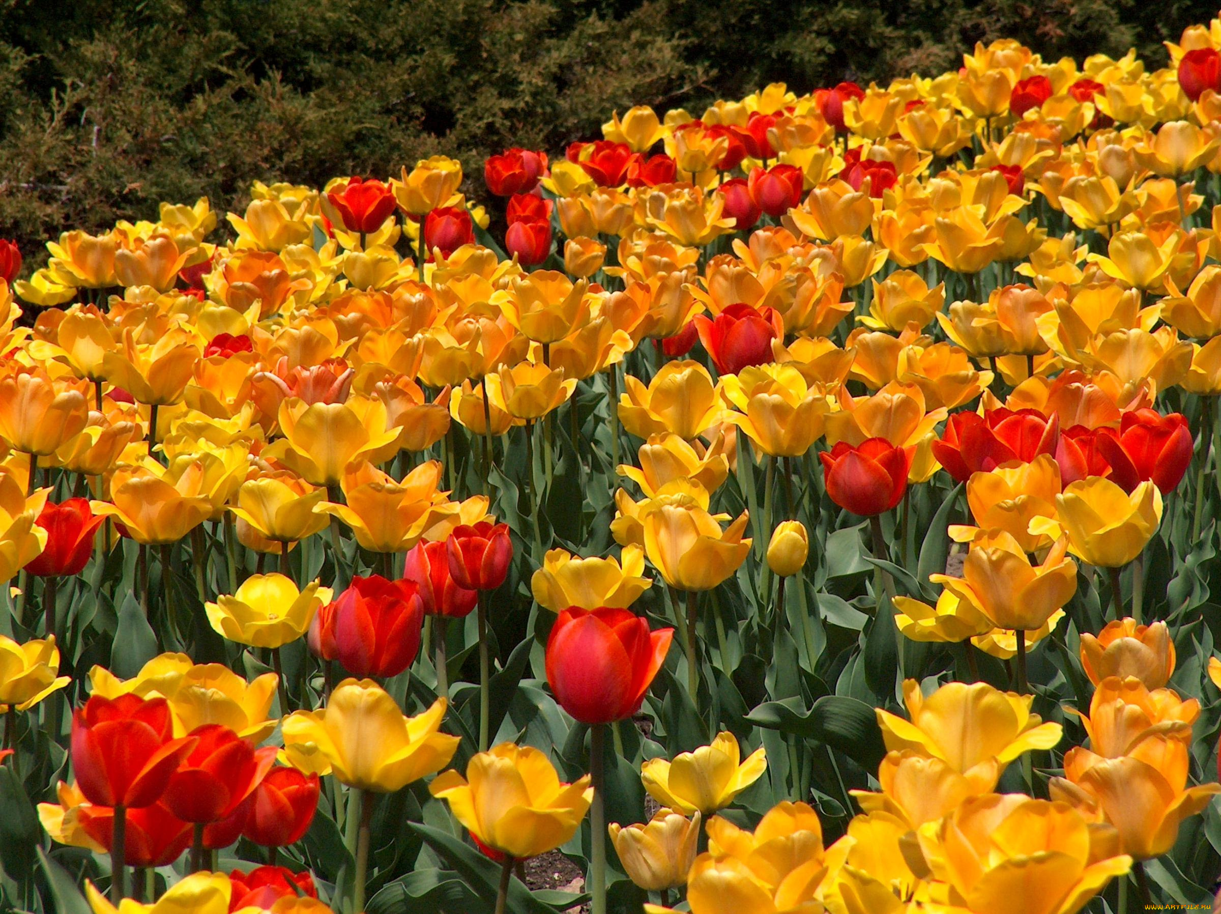 цветы, тюльпаны