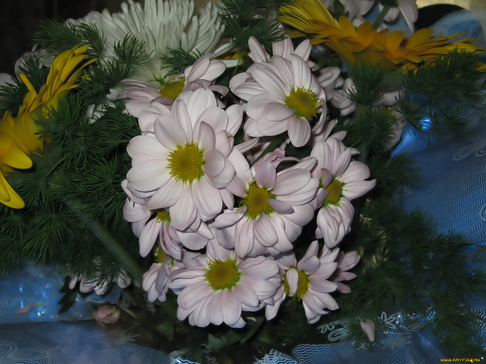 цветы, хризантемы