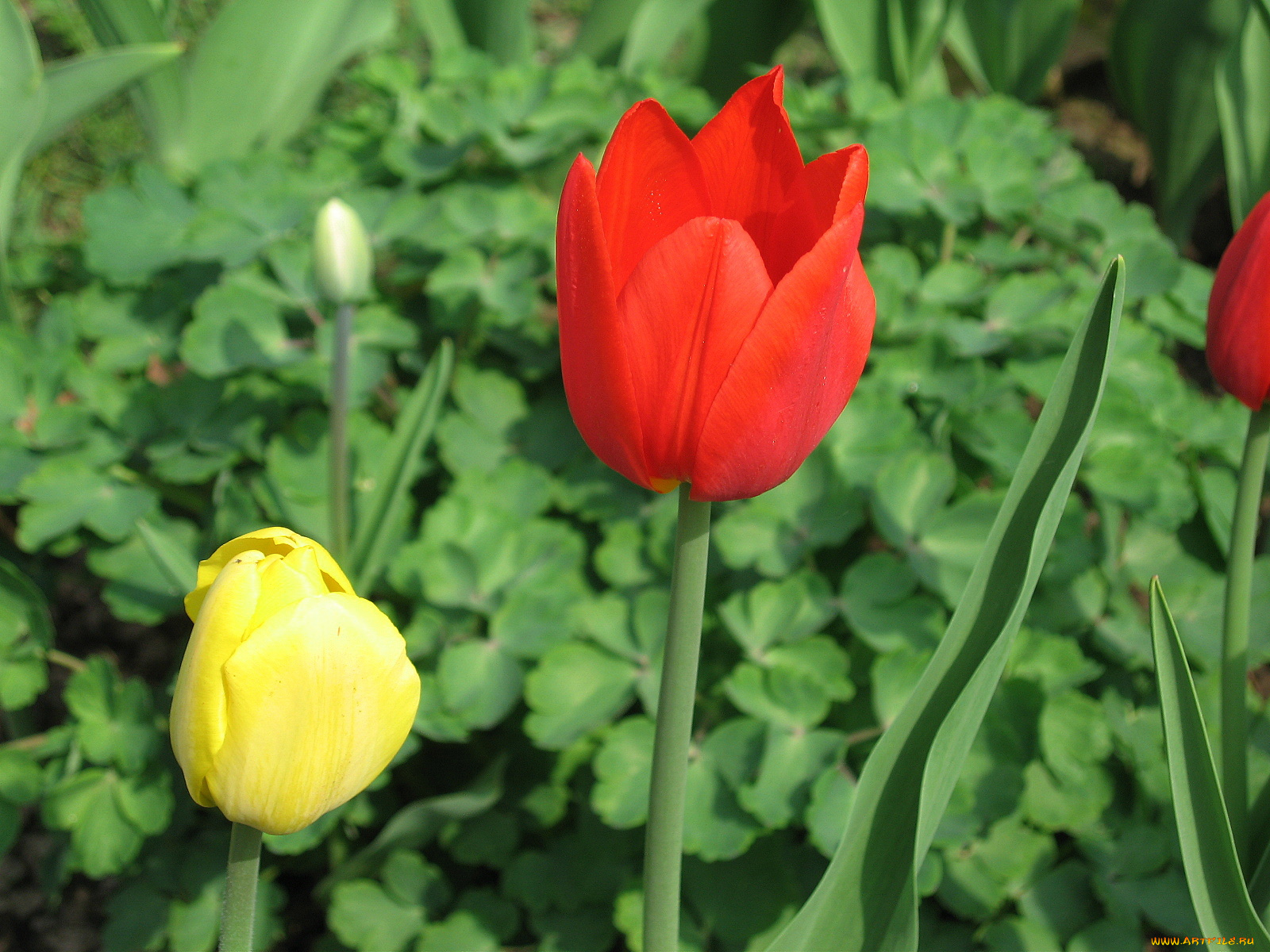 цветы, тюльпаны