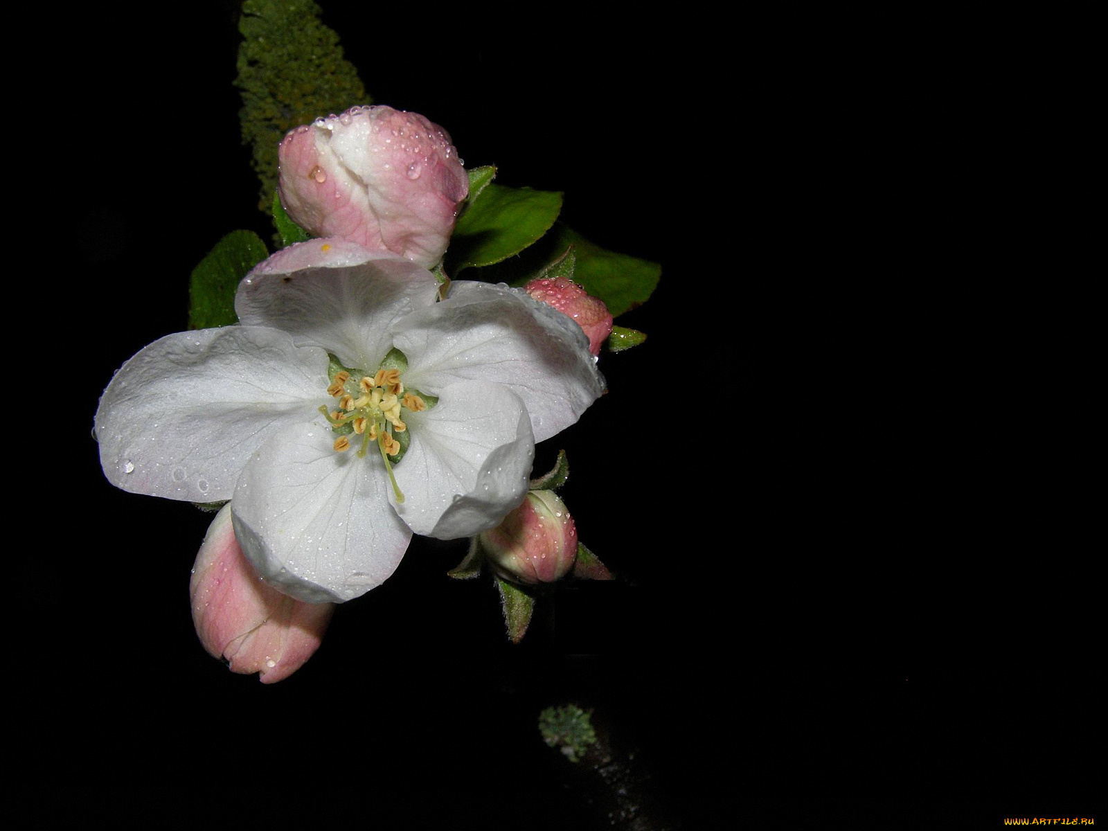 Яблоня, цветы, цветущие, деревья, кустарники