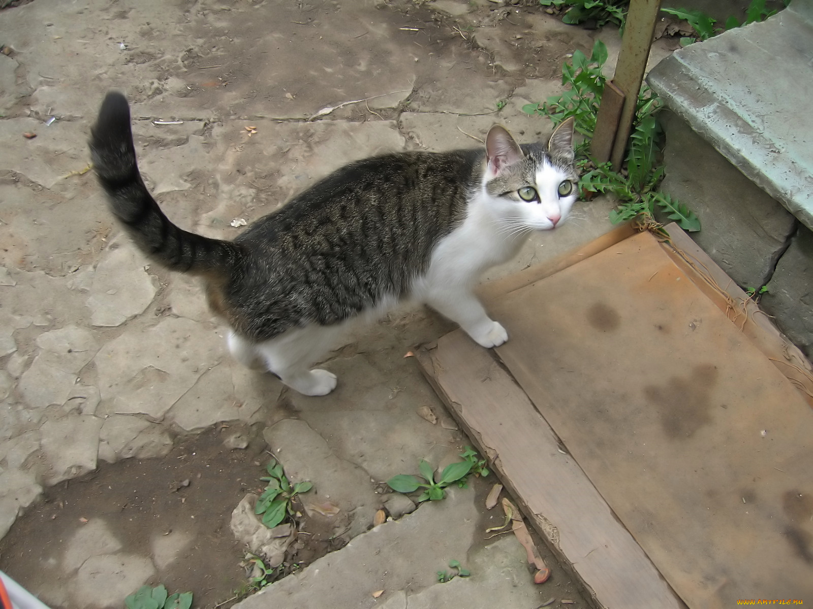 животные, коты