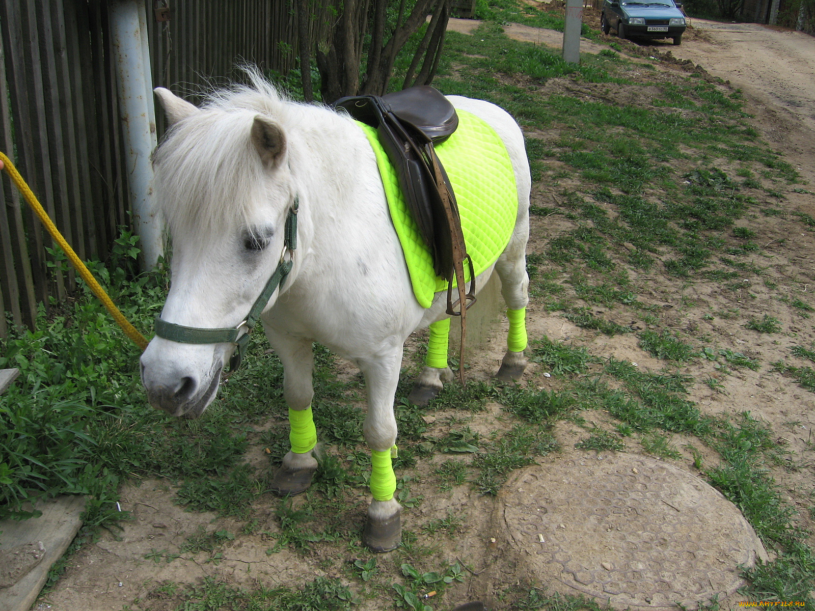 животные, лошади