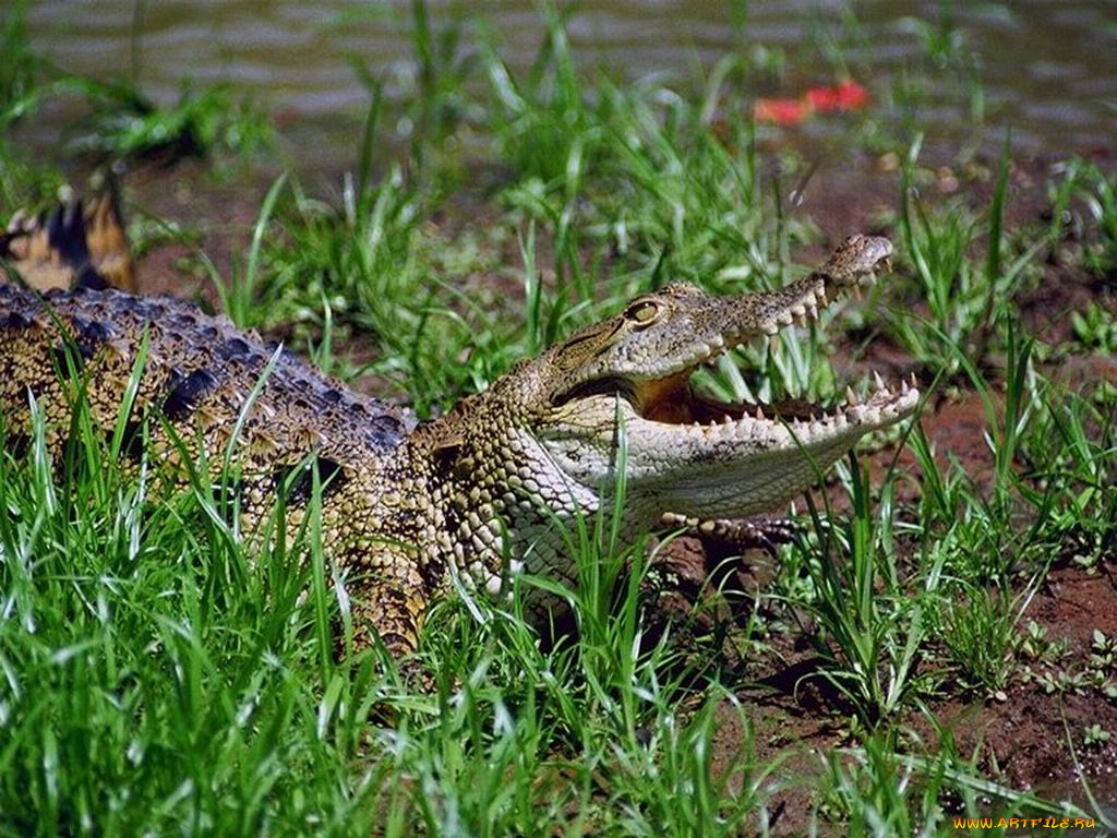 животные, крокодилы