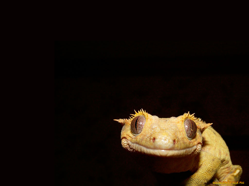 животные, Ящерицы, игуаны, вараны