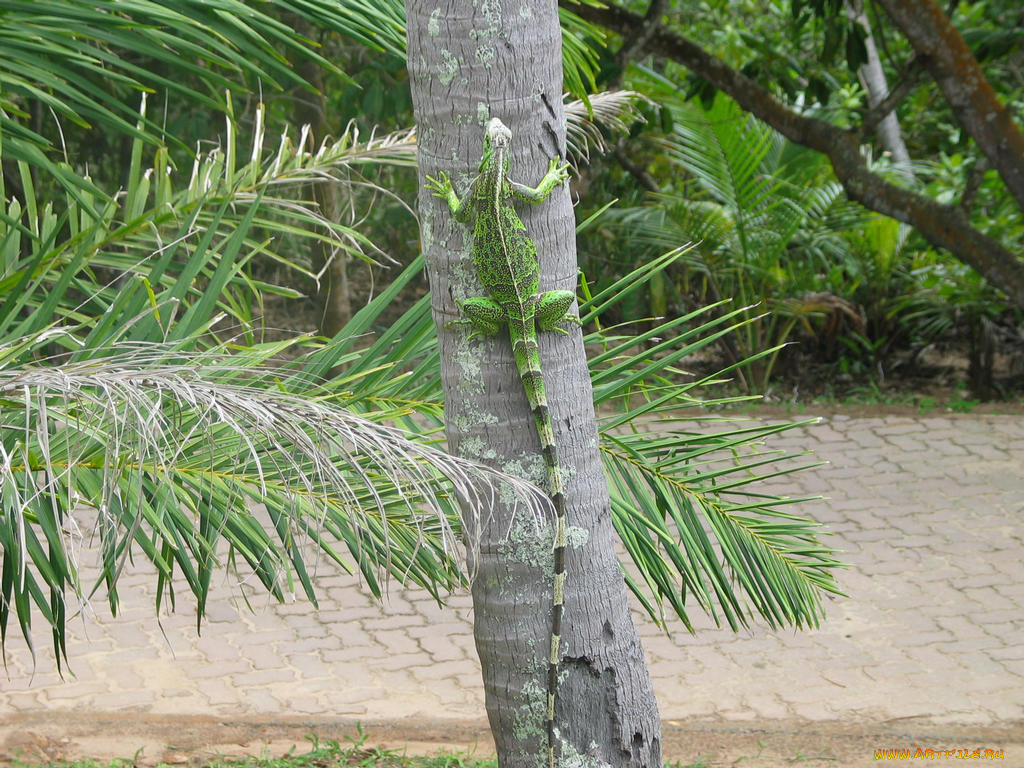 животные, Ящерицы, игуаны, вараны