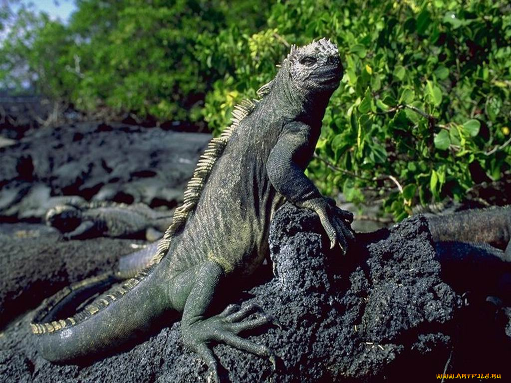 животные, Ящерицы, игуаны, вараны