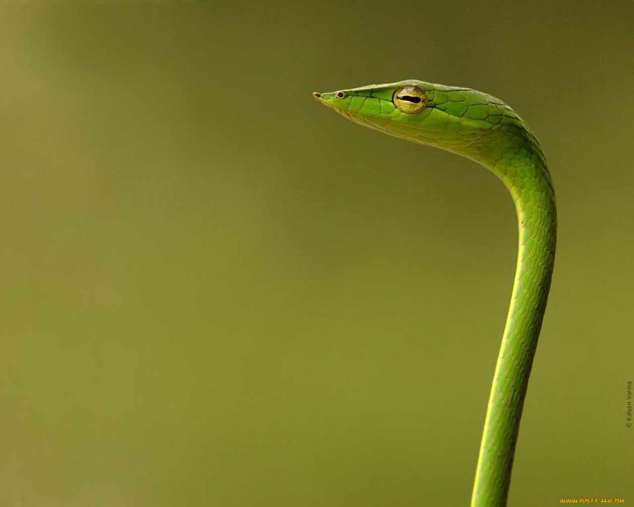 животные, змеи, питоны, кобры