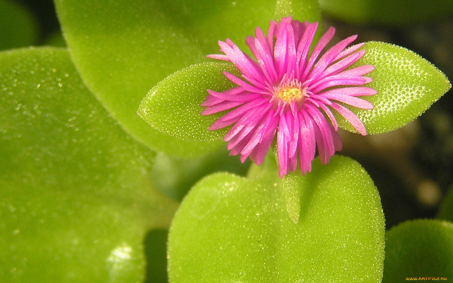 цветы, аизовые