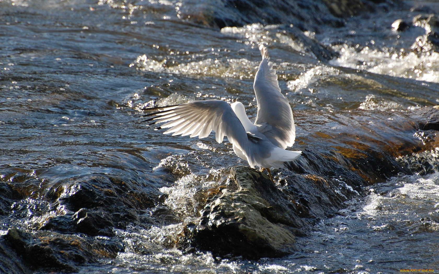 животные, Чайки, бакланы, крачки