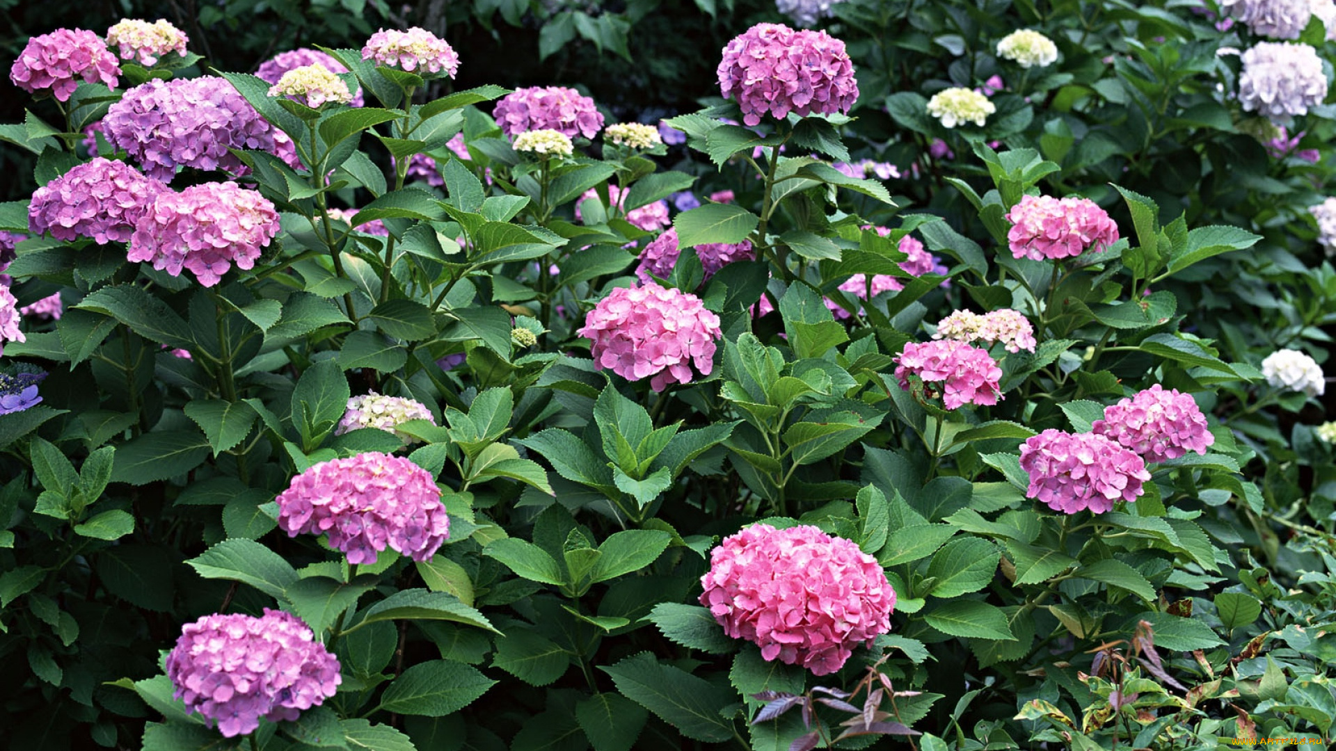 цветы, гортензия