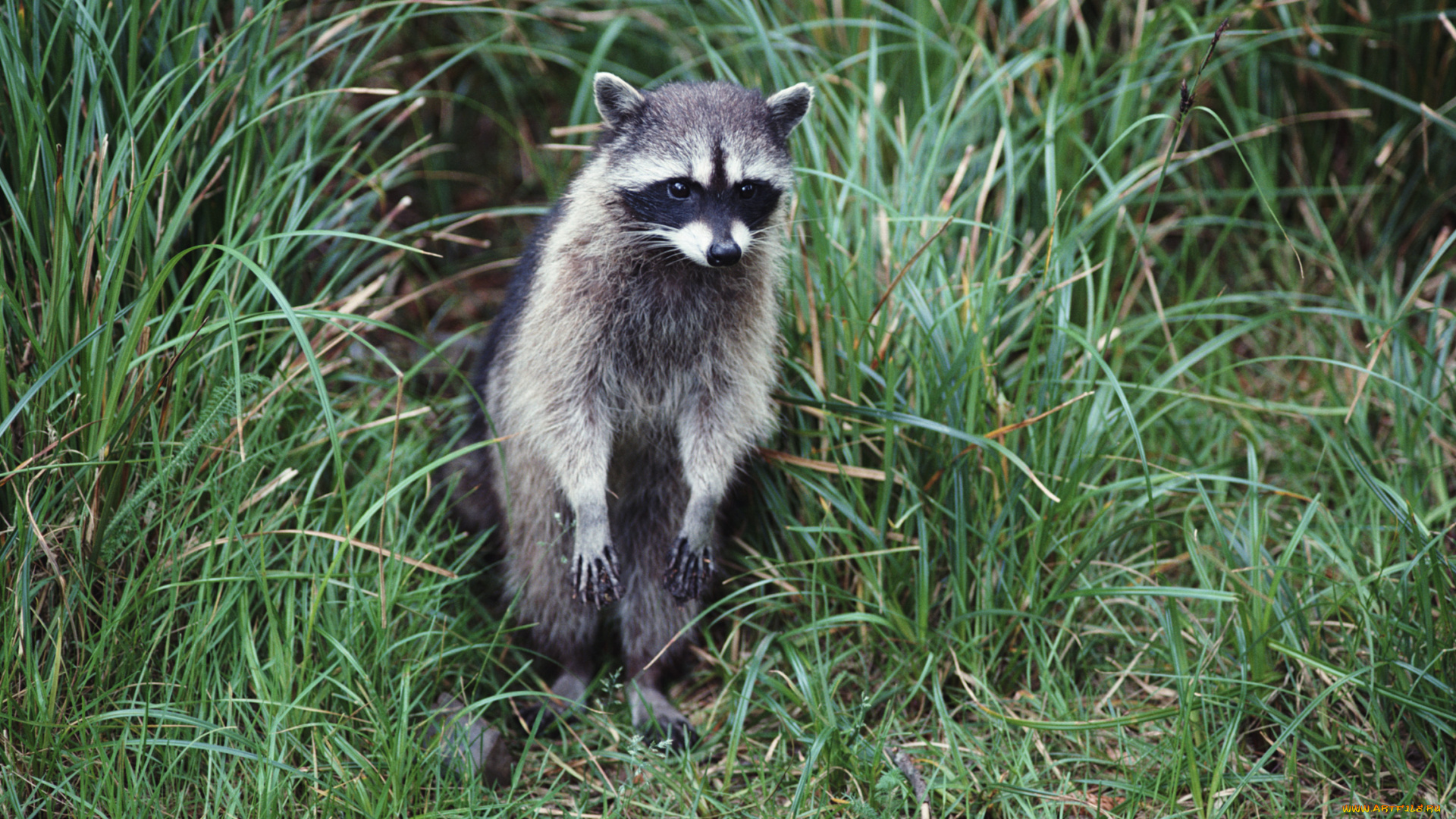 животные, еноты