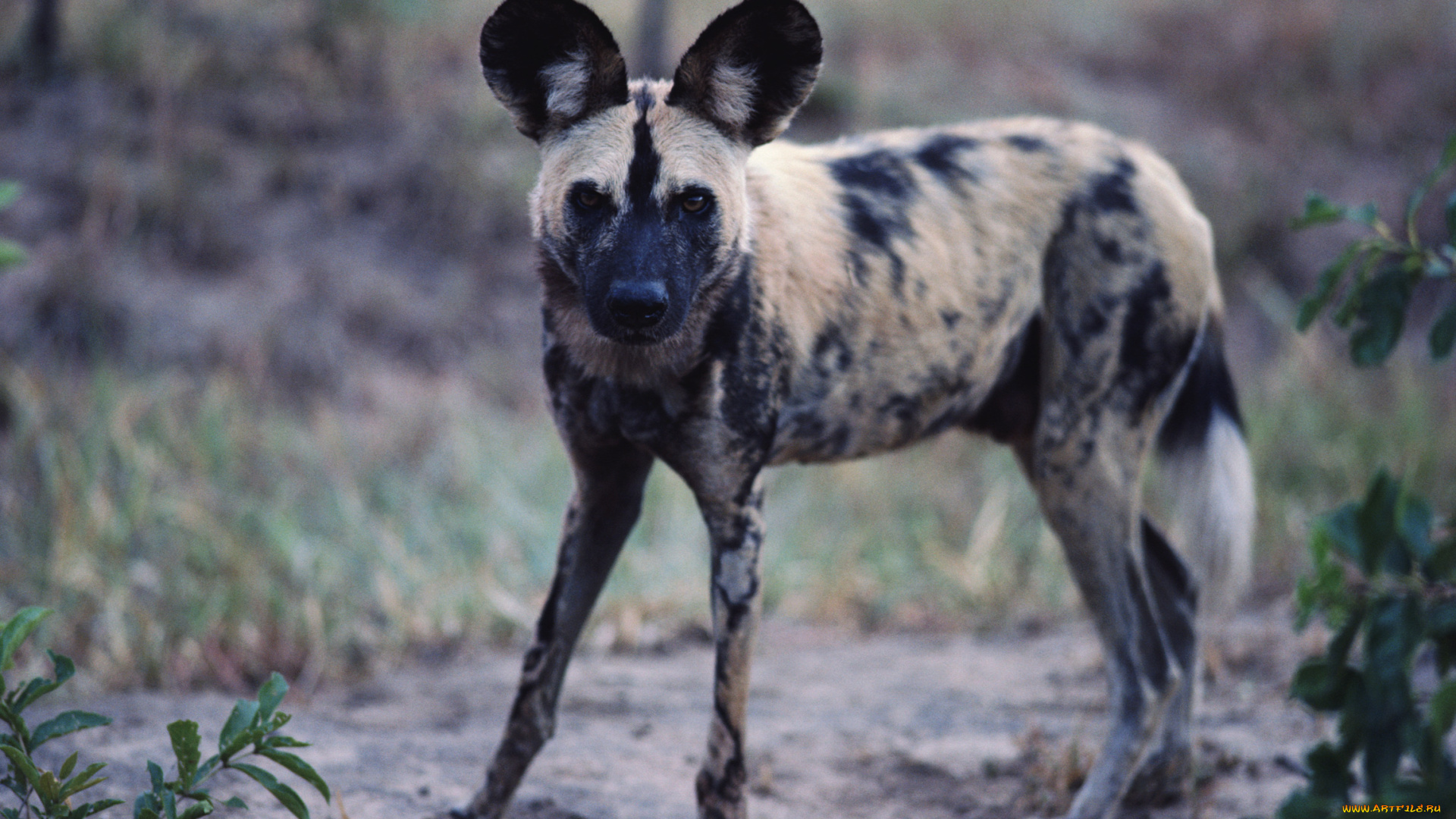 животные, гиены, гиеновые, собаки