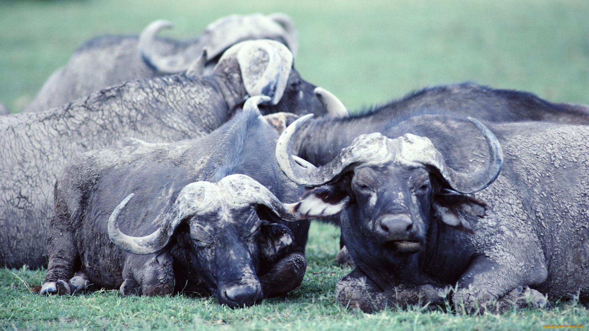 животные, коровы, буйволы