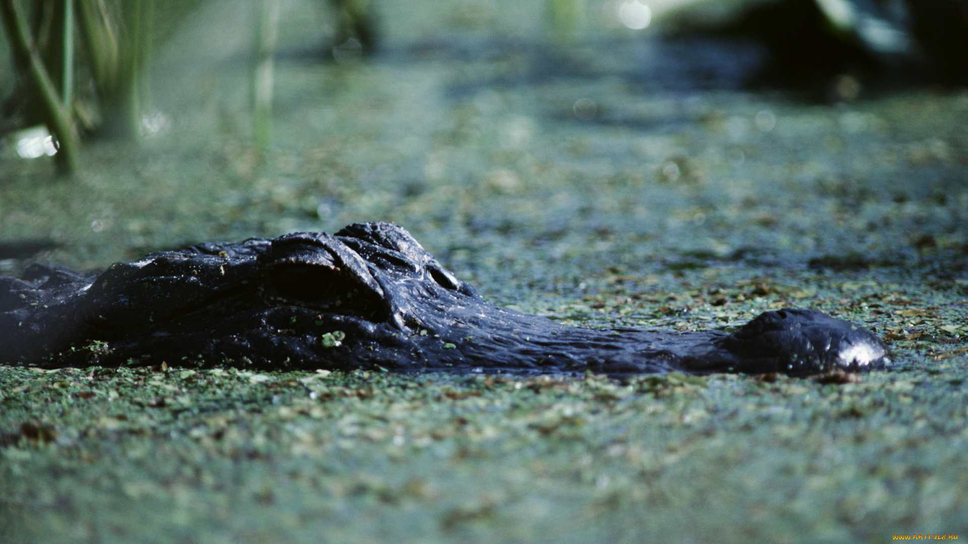 животные, крокодилы