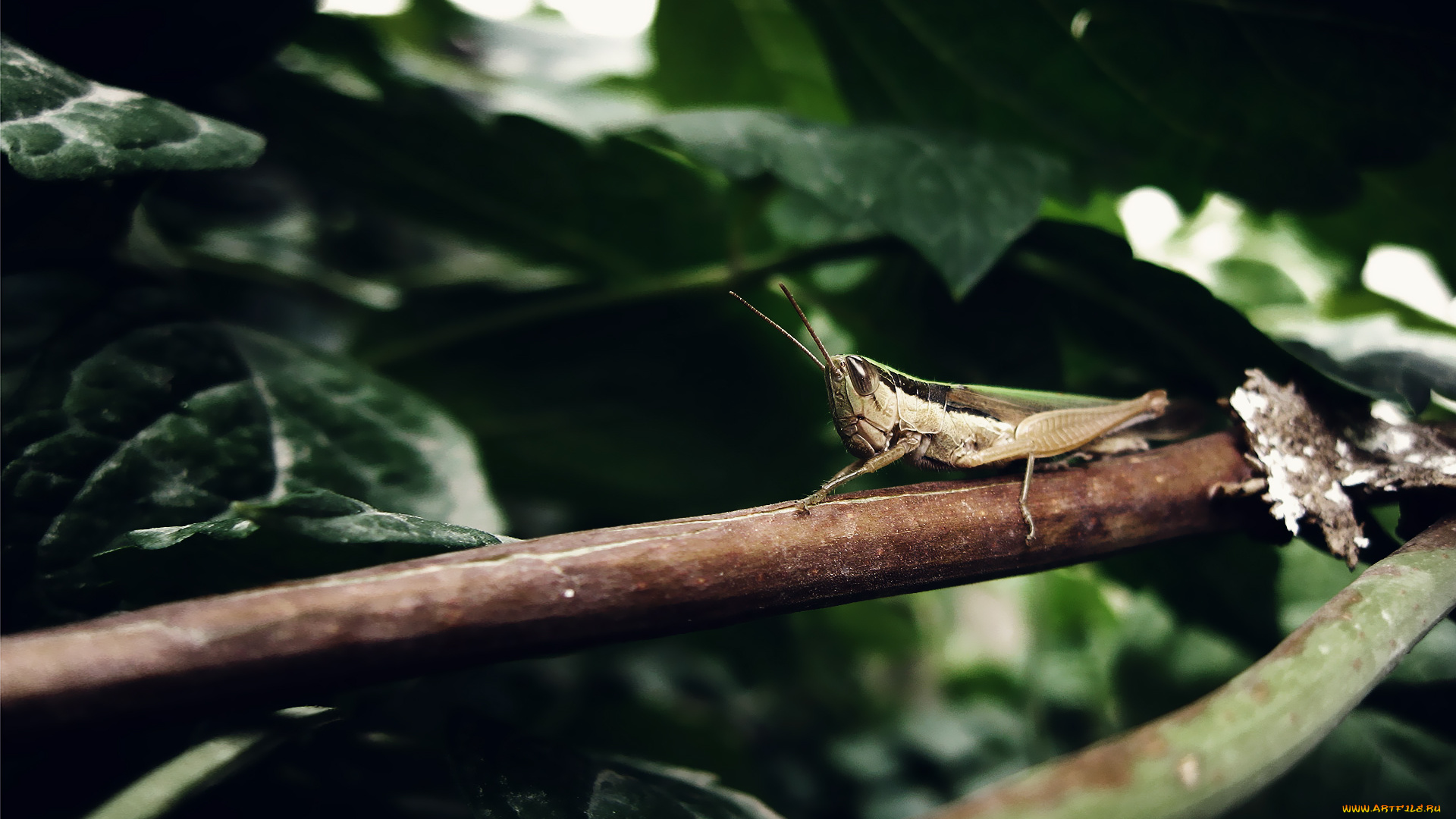 животные, кузнечики, саранча