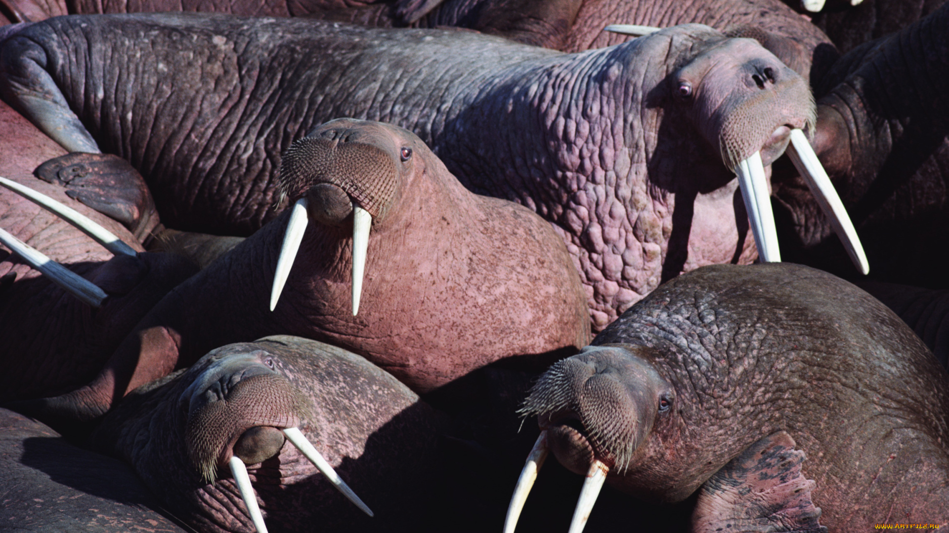 животные, моржи