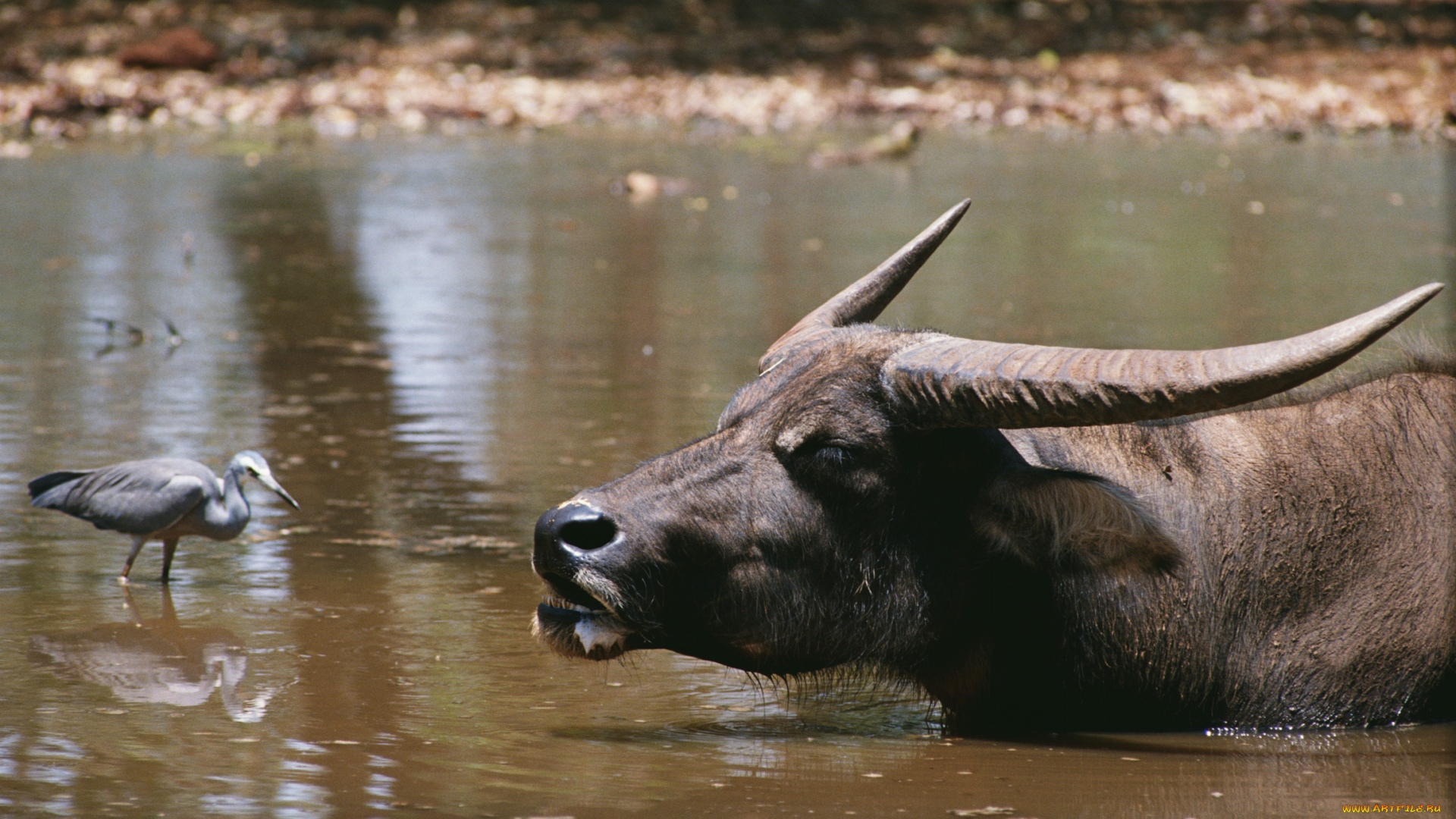 животные, разные, вместе