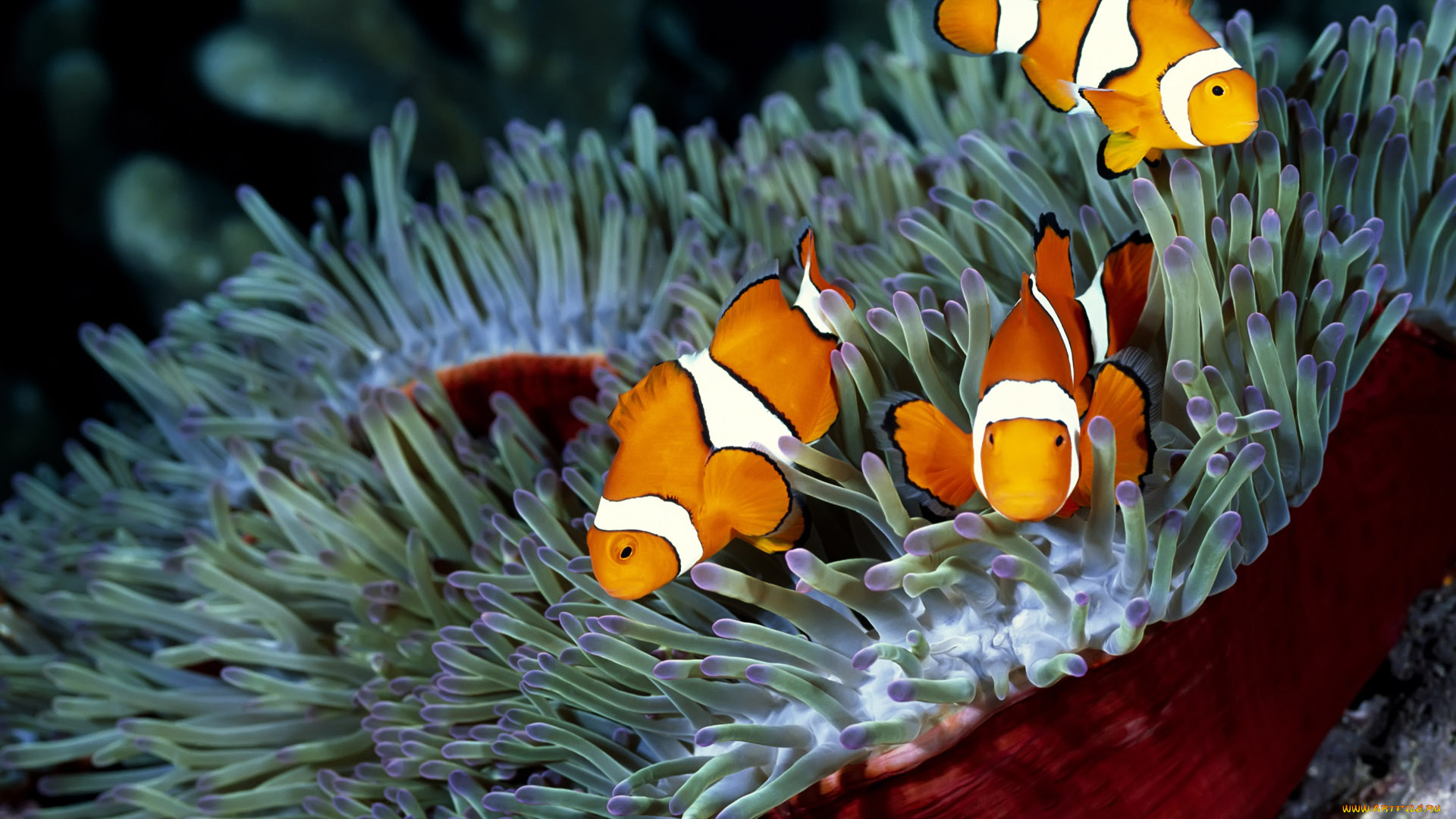 животные, рыбы