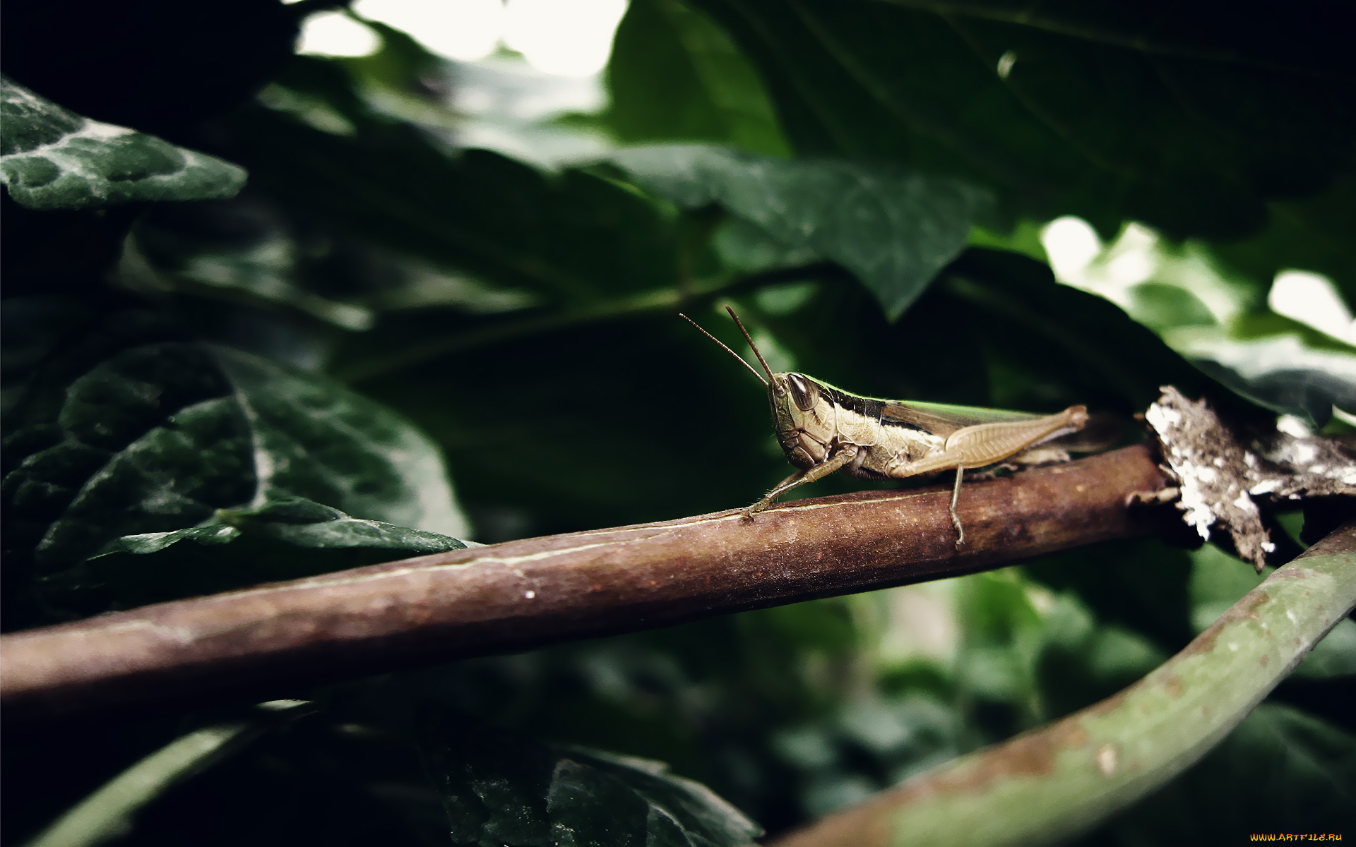 животные, кузнечики, саранча