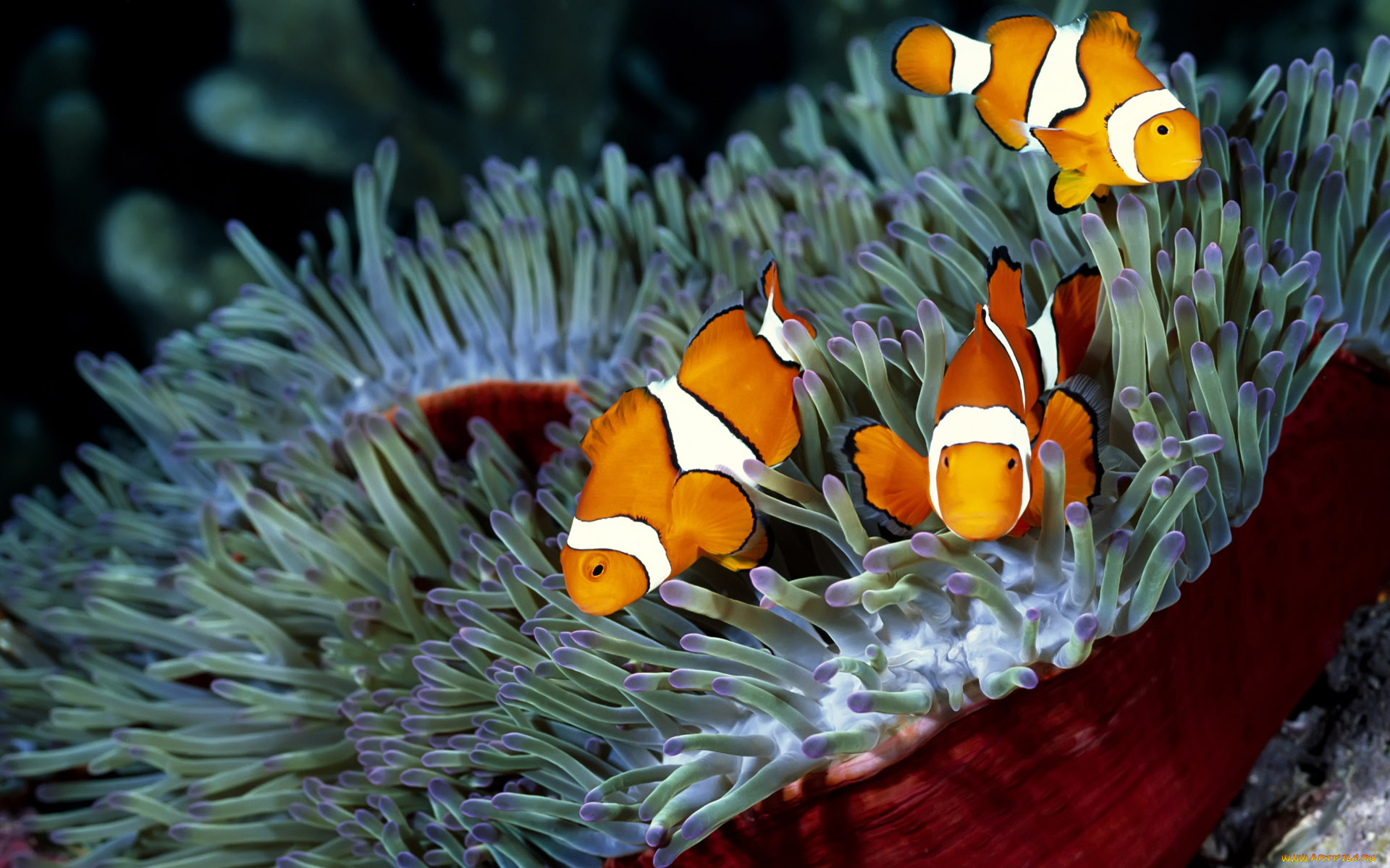 животные, рыбы