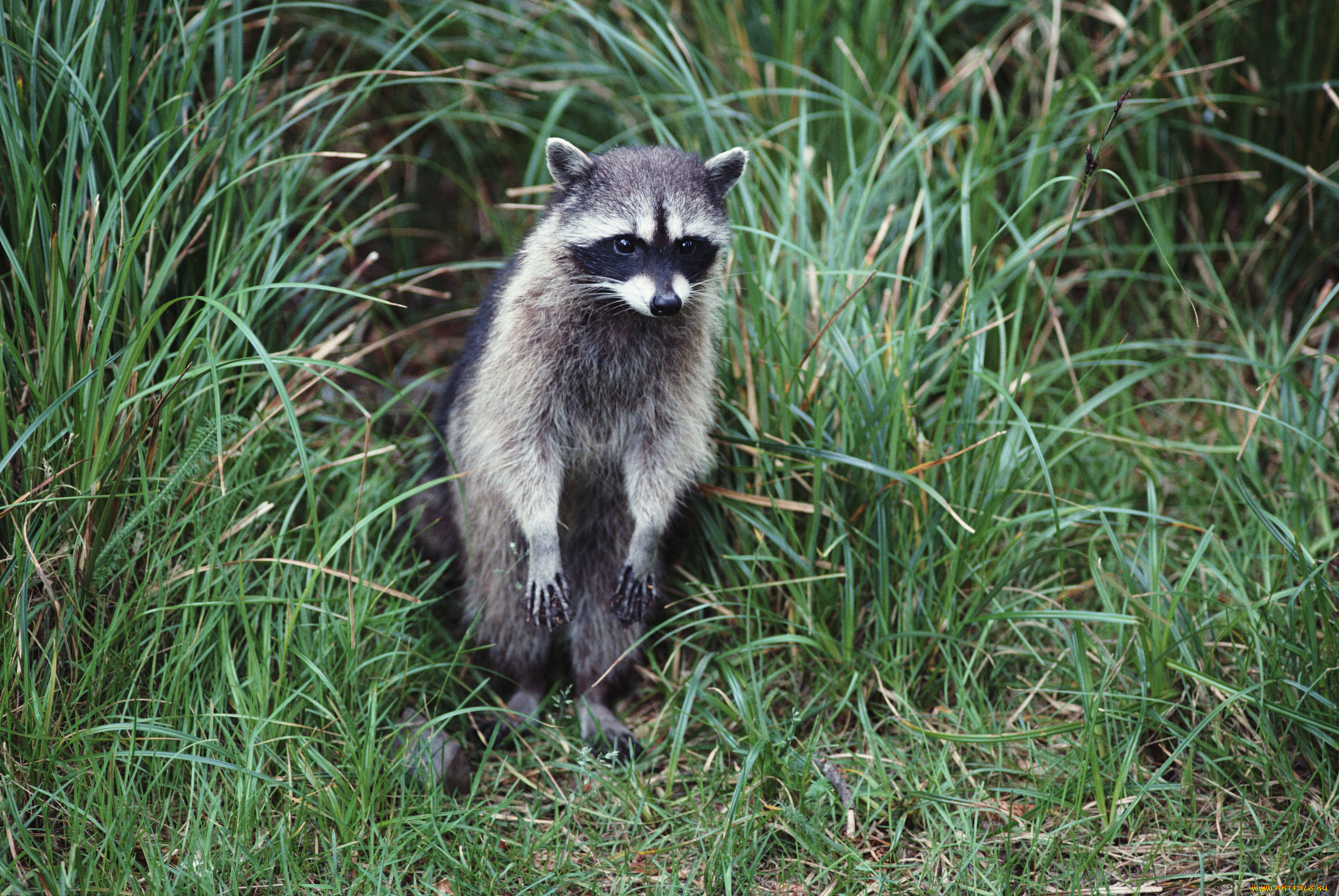 животные, еноты