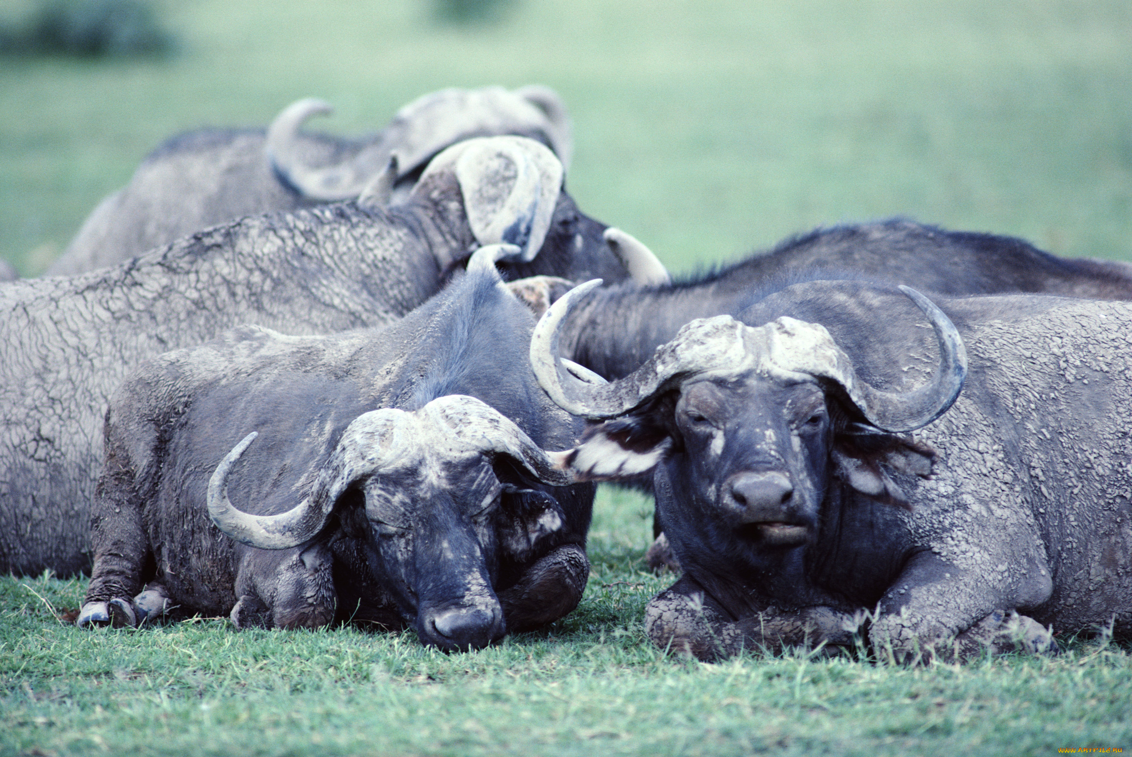 животные, коровы, буйволы