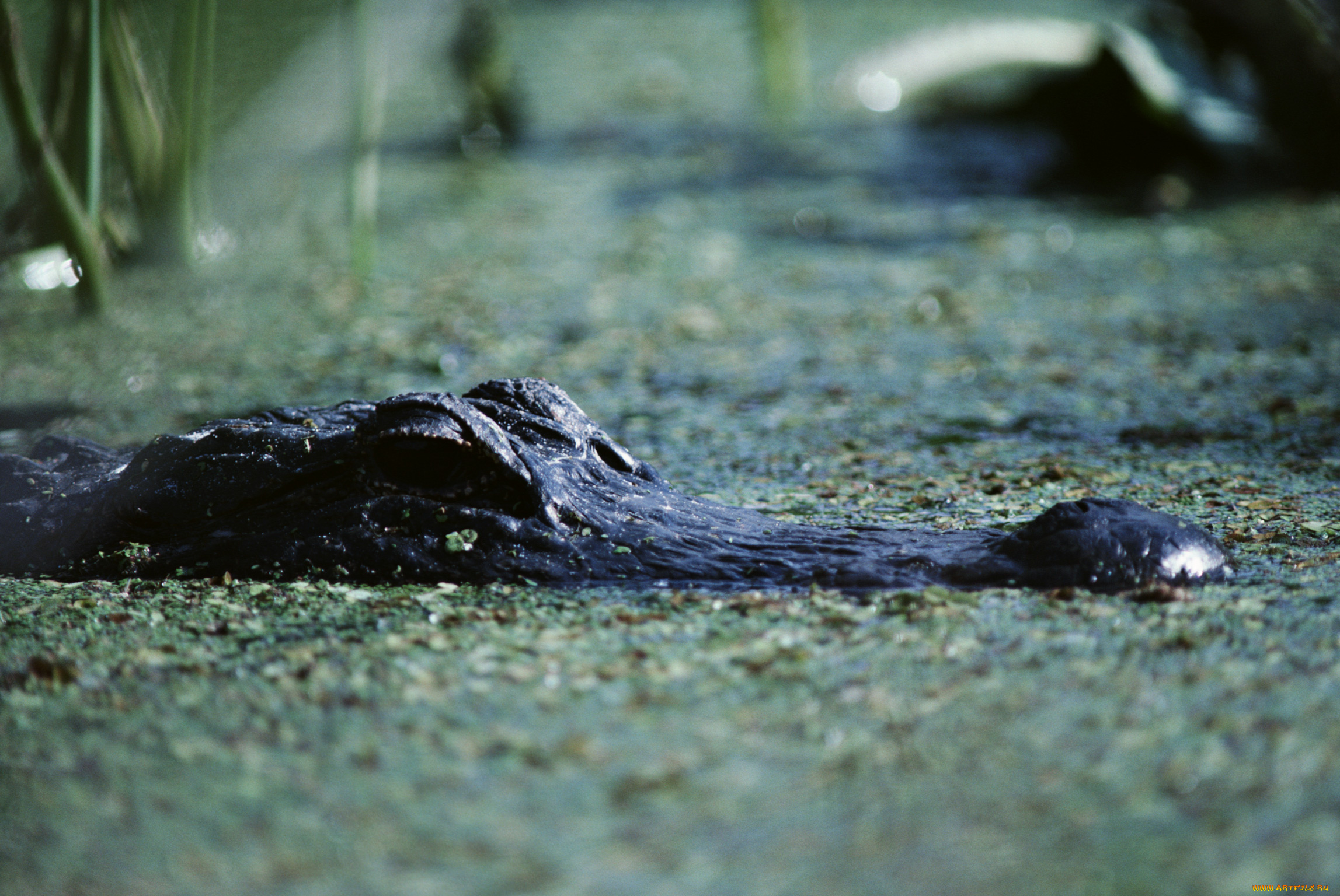 животные, крокодилы