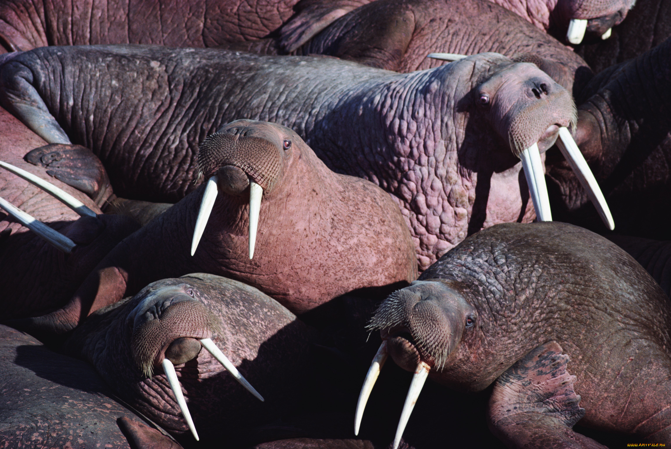 животные, моржи