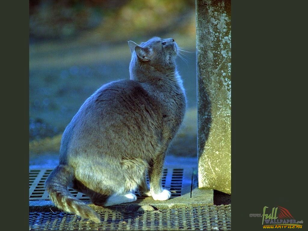 животные, коты