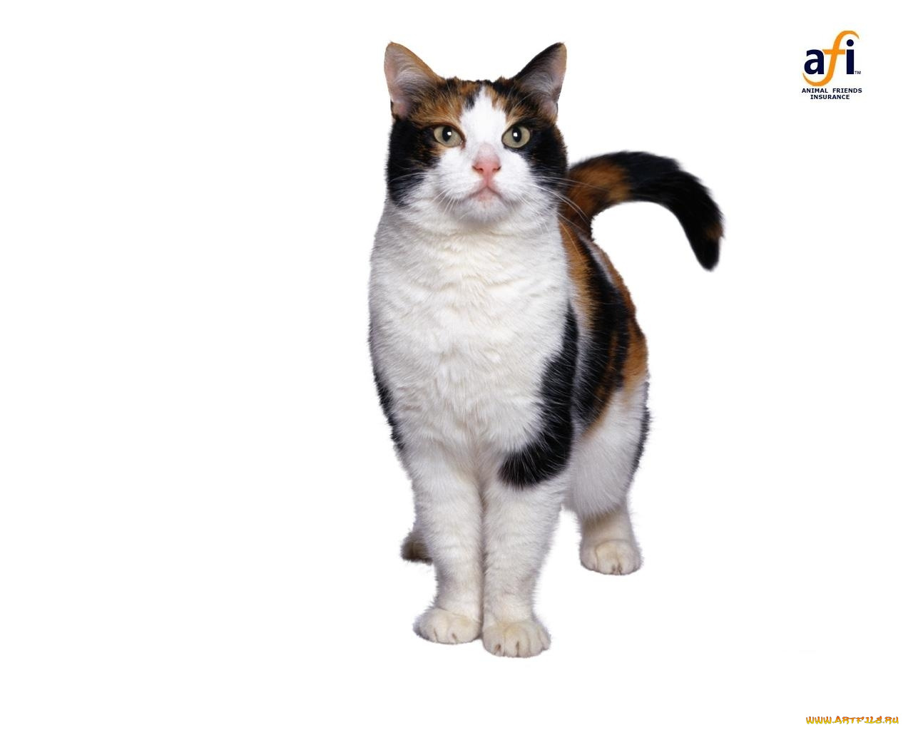 животные, коты