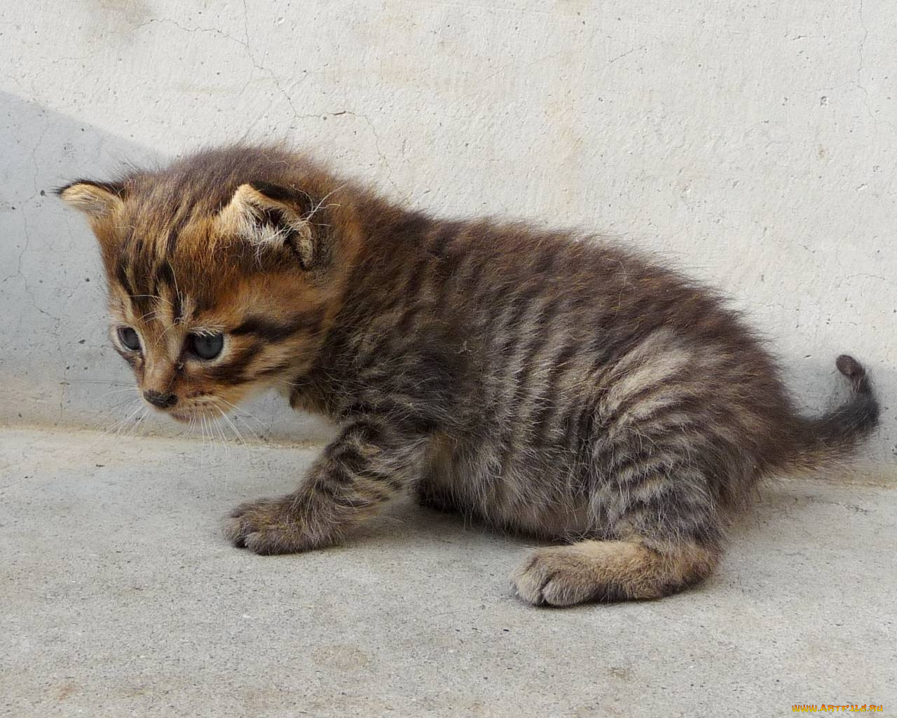 животные, коты