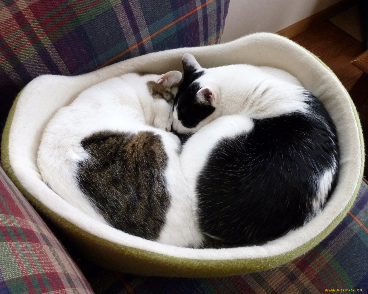 животные, коты