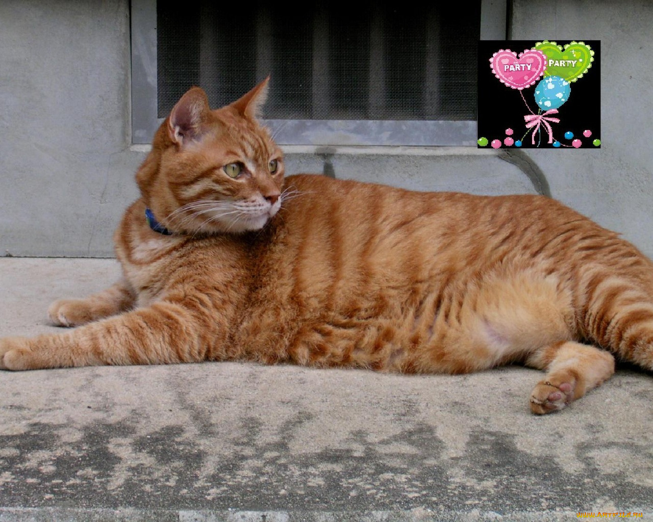 животные, коты