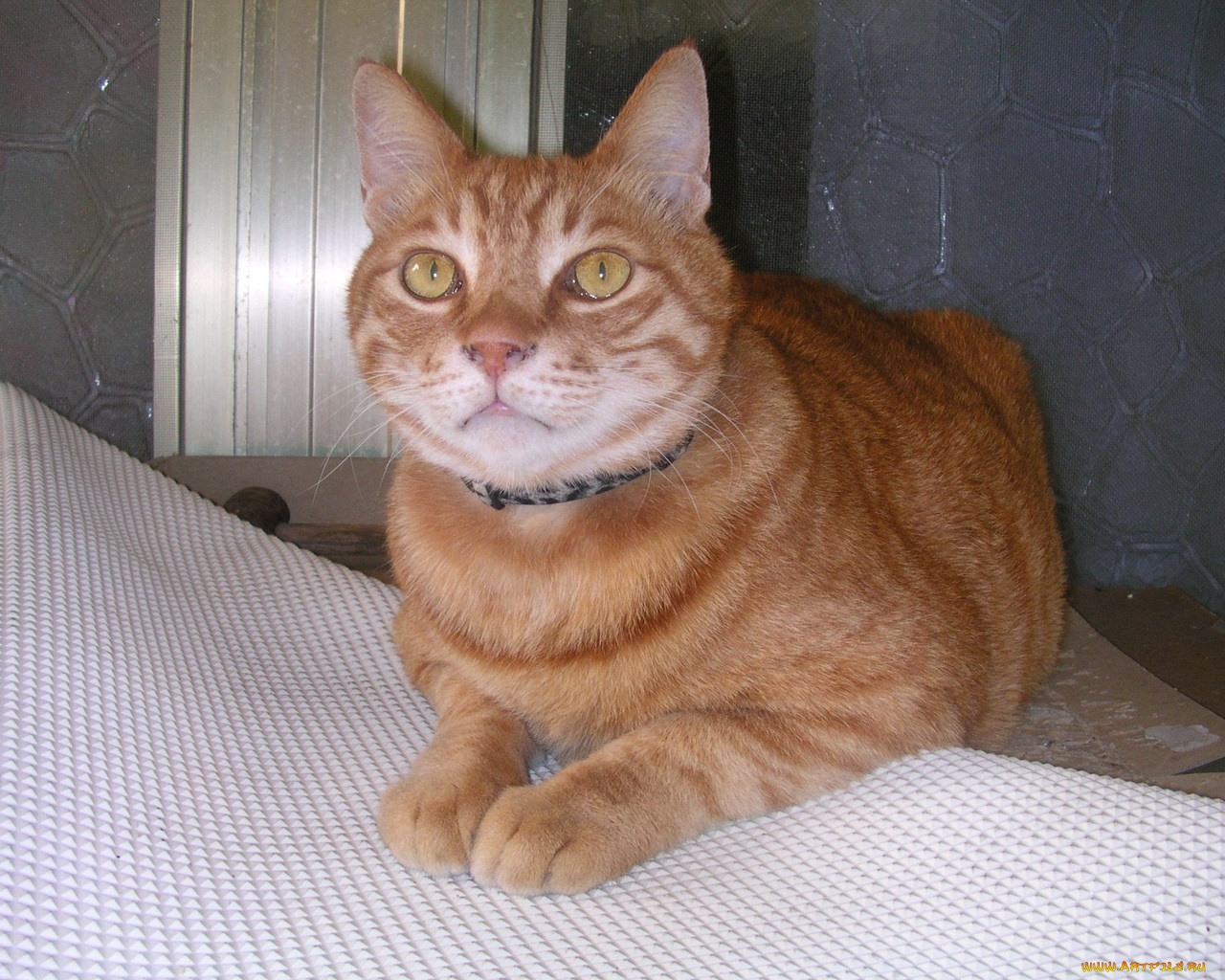 животные, коты