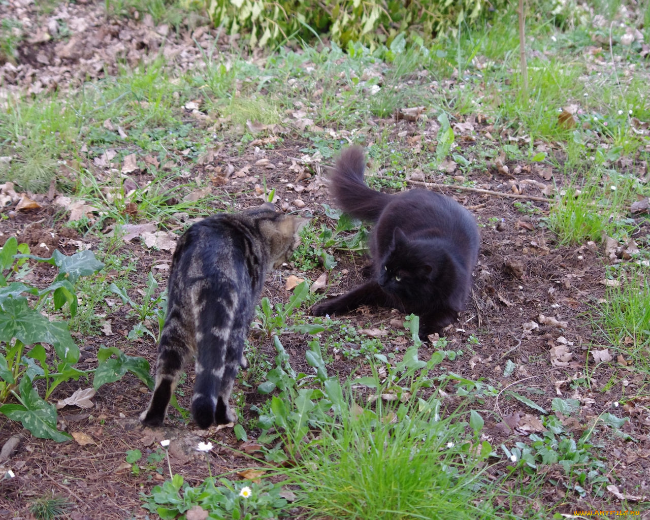 животные, коты