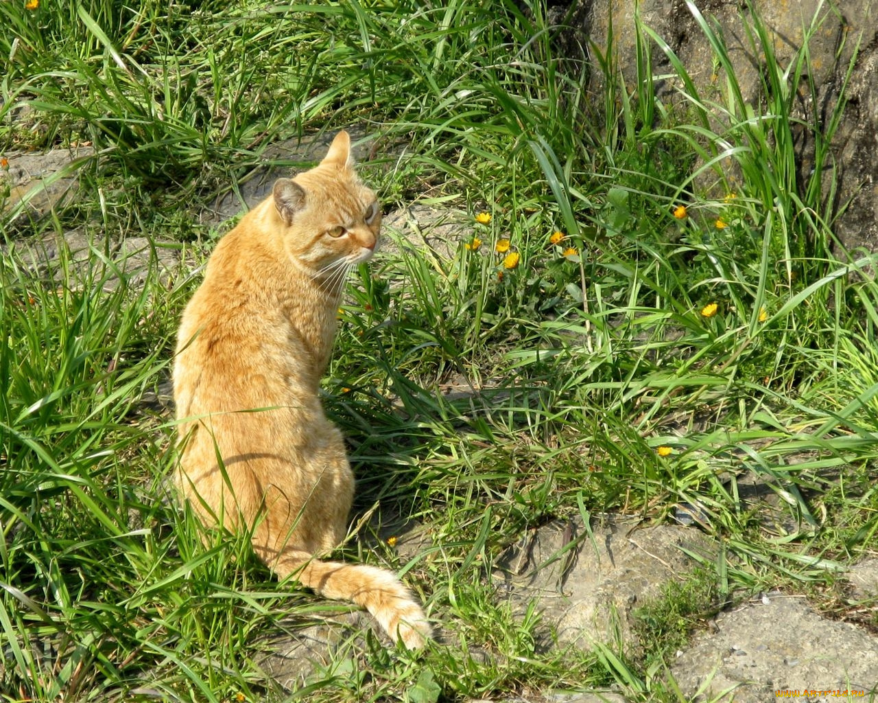 животные, коты