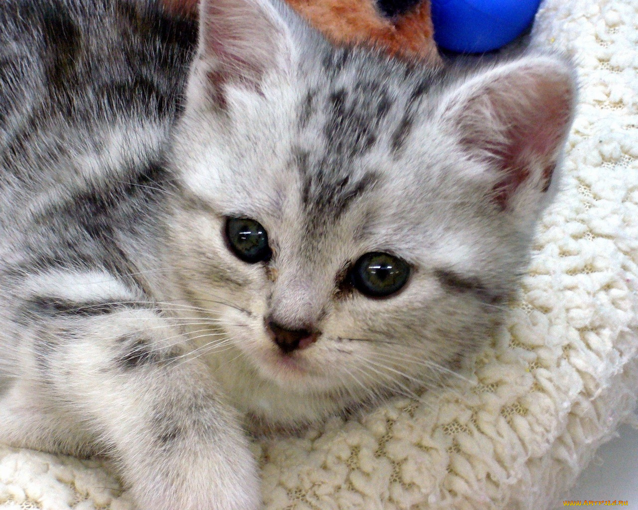 животные, коты