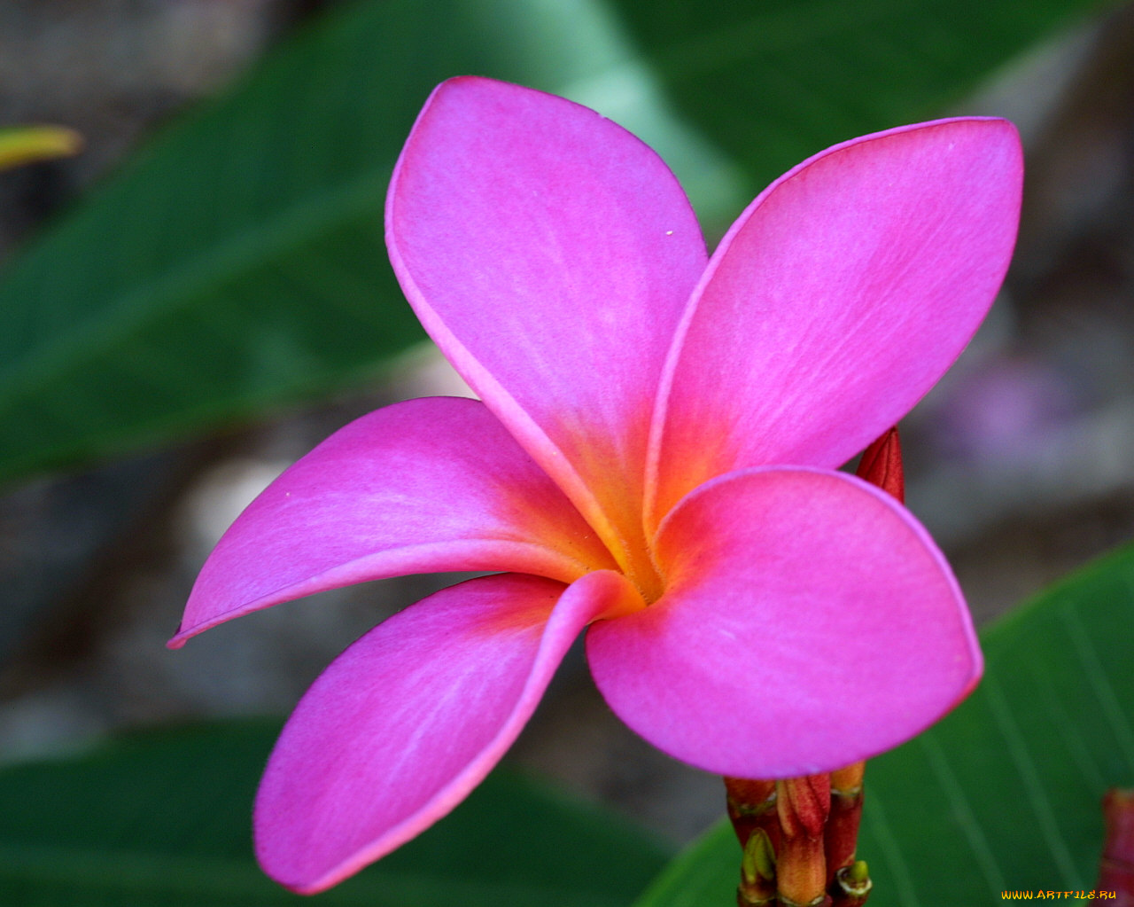 цветы, плюмерия