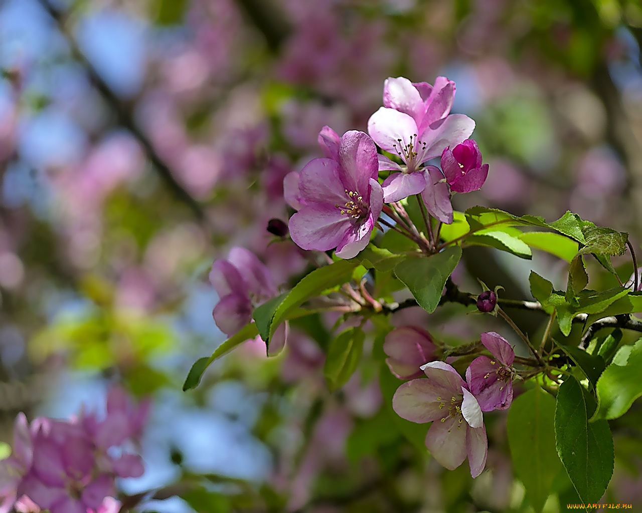 цветы, цветущие, деревья, кустарники