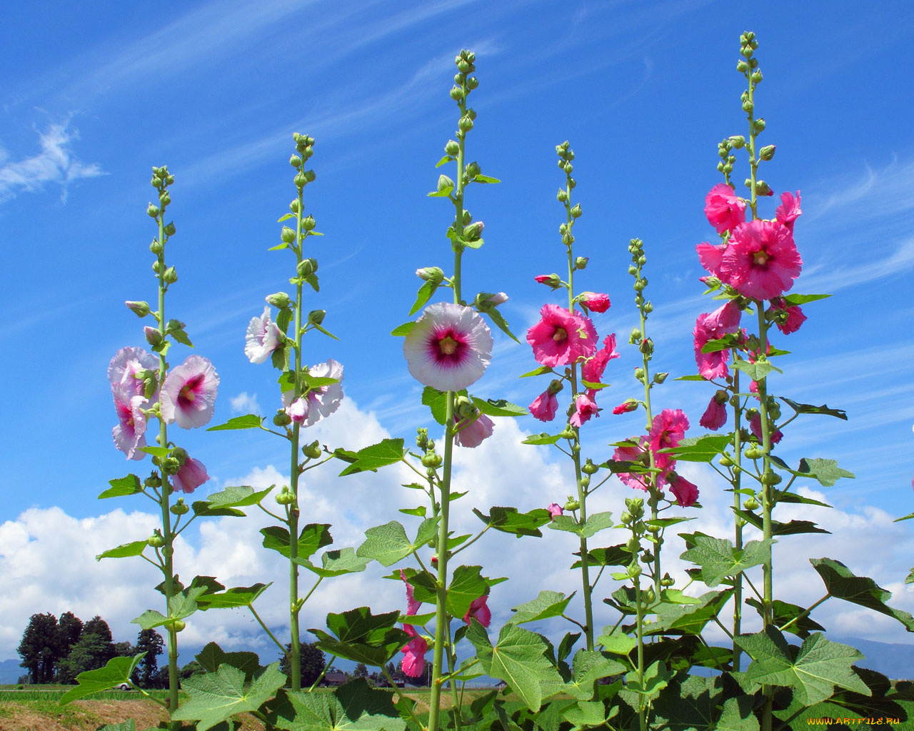 цветы, мальвы