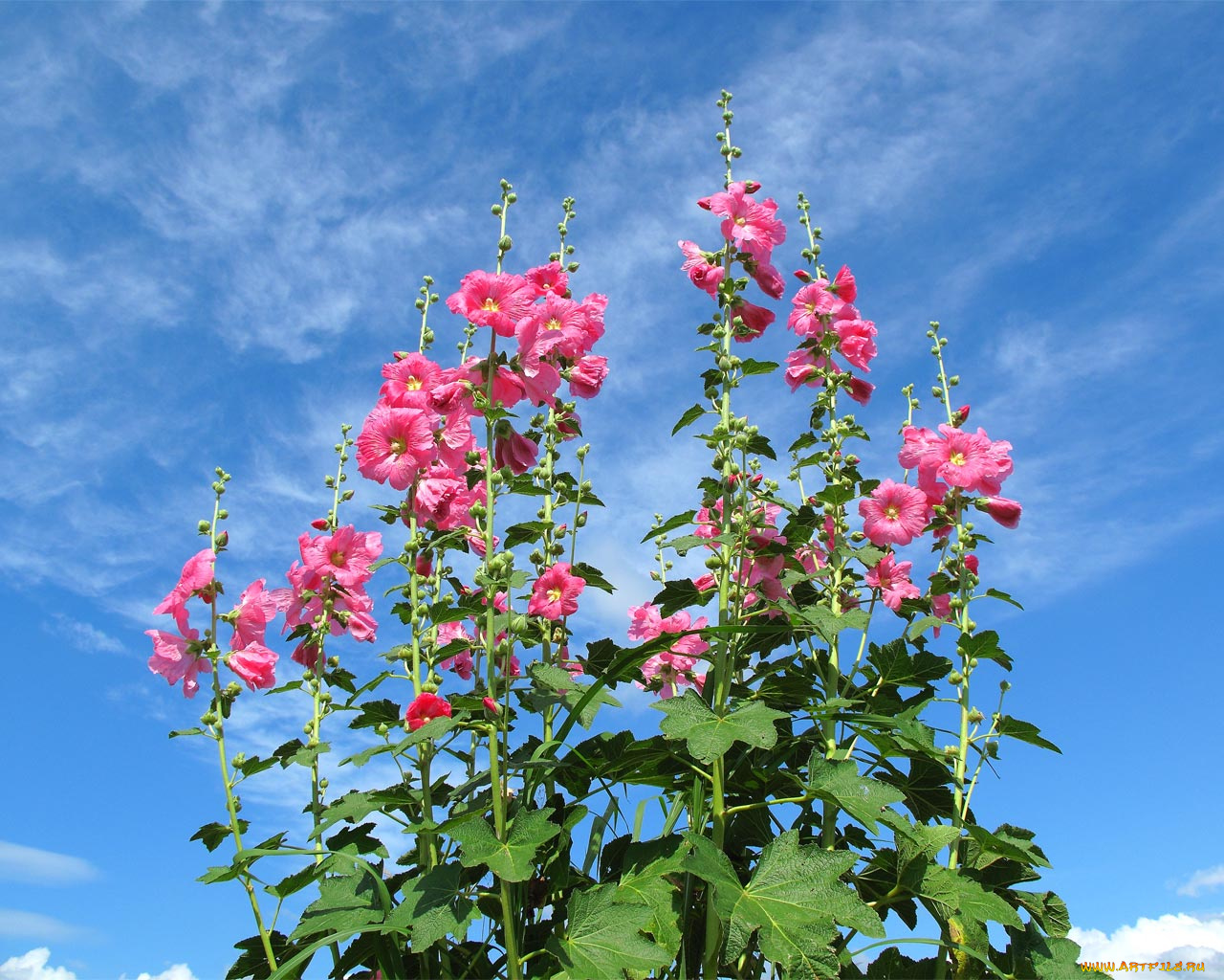 цветы, мальвы