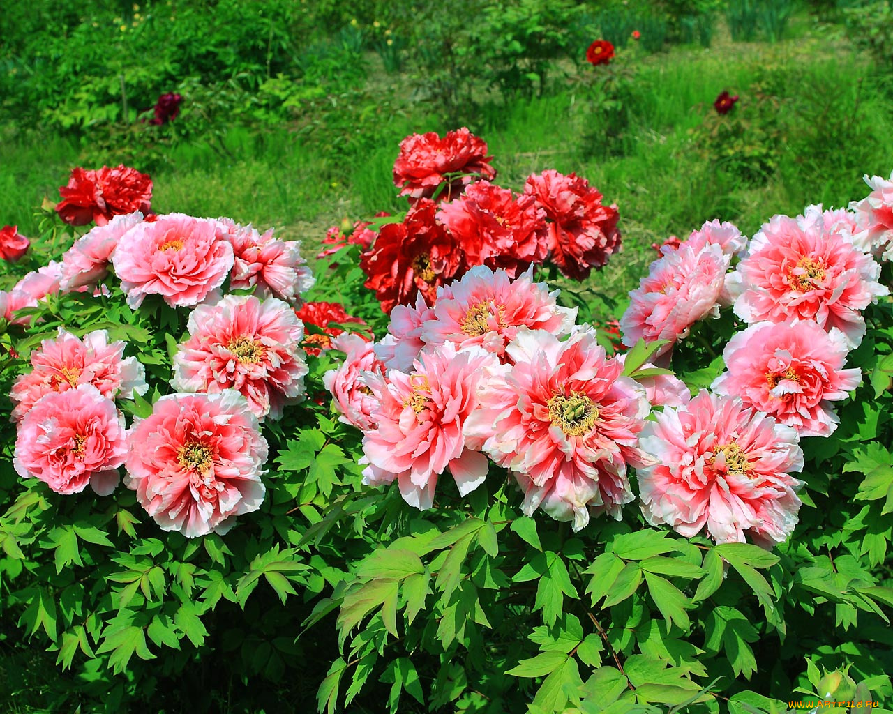 цветы, пионы