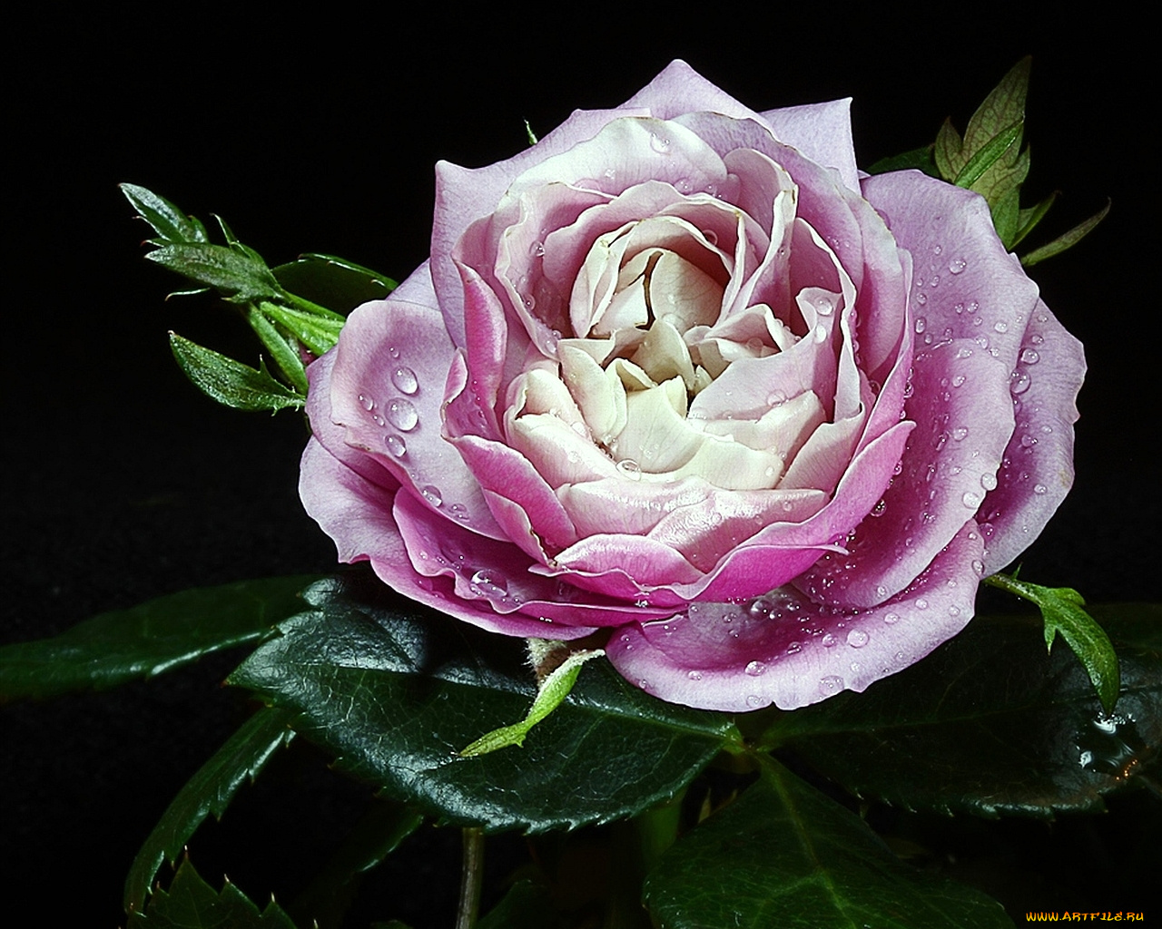 цветы, розы