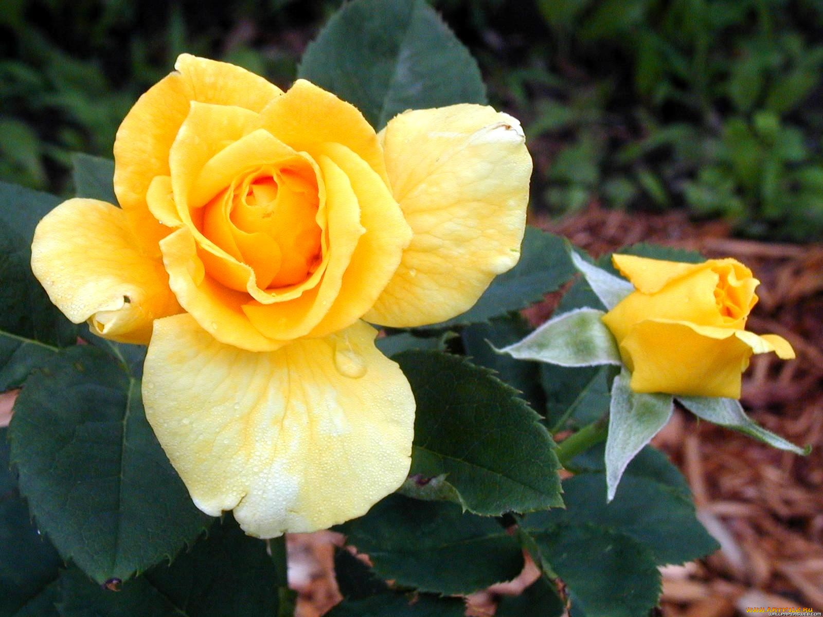 цветы, розы